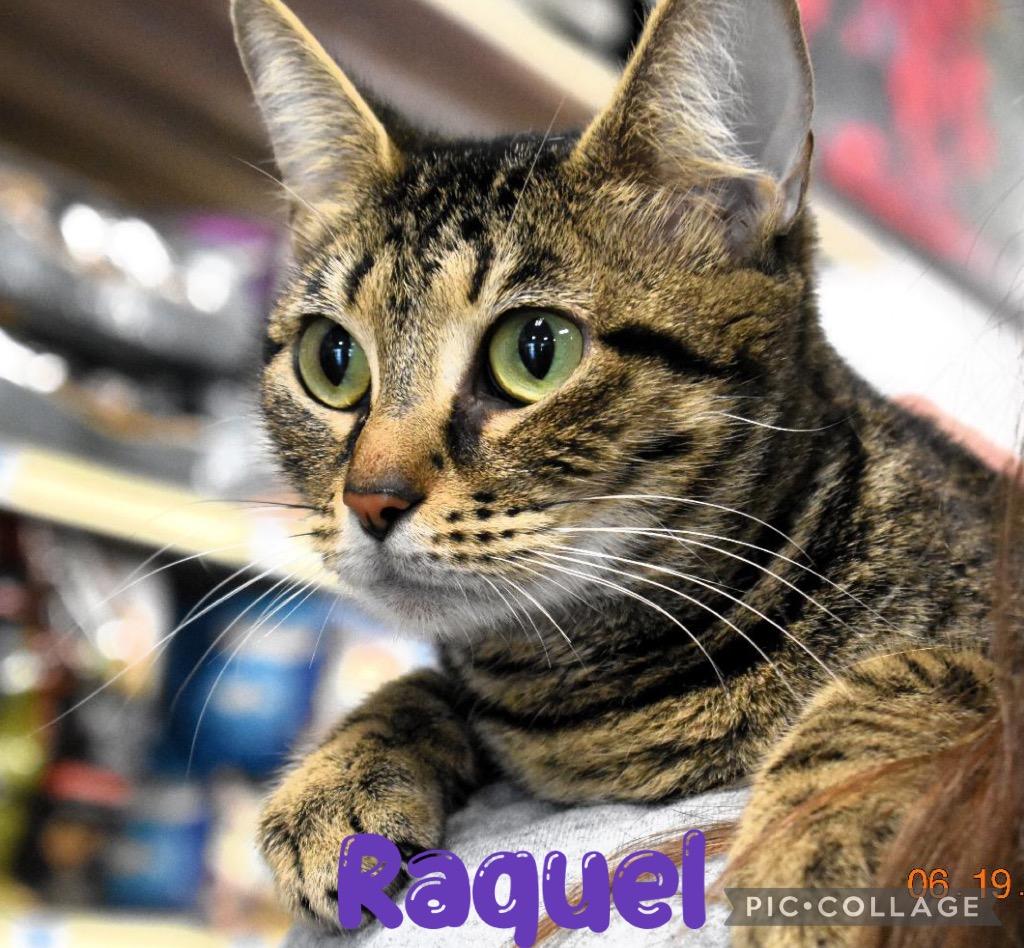 Enlarge Raquel, a Adoptable mixed breed in Fort Oglethorpe, GA image 4/4
