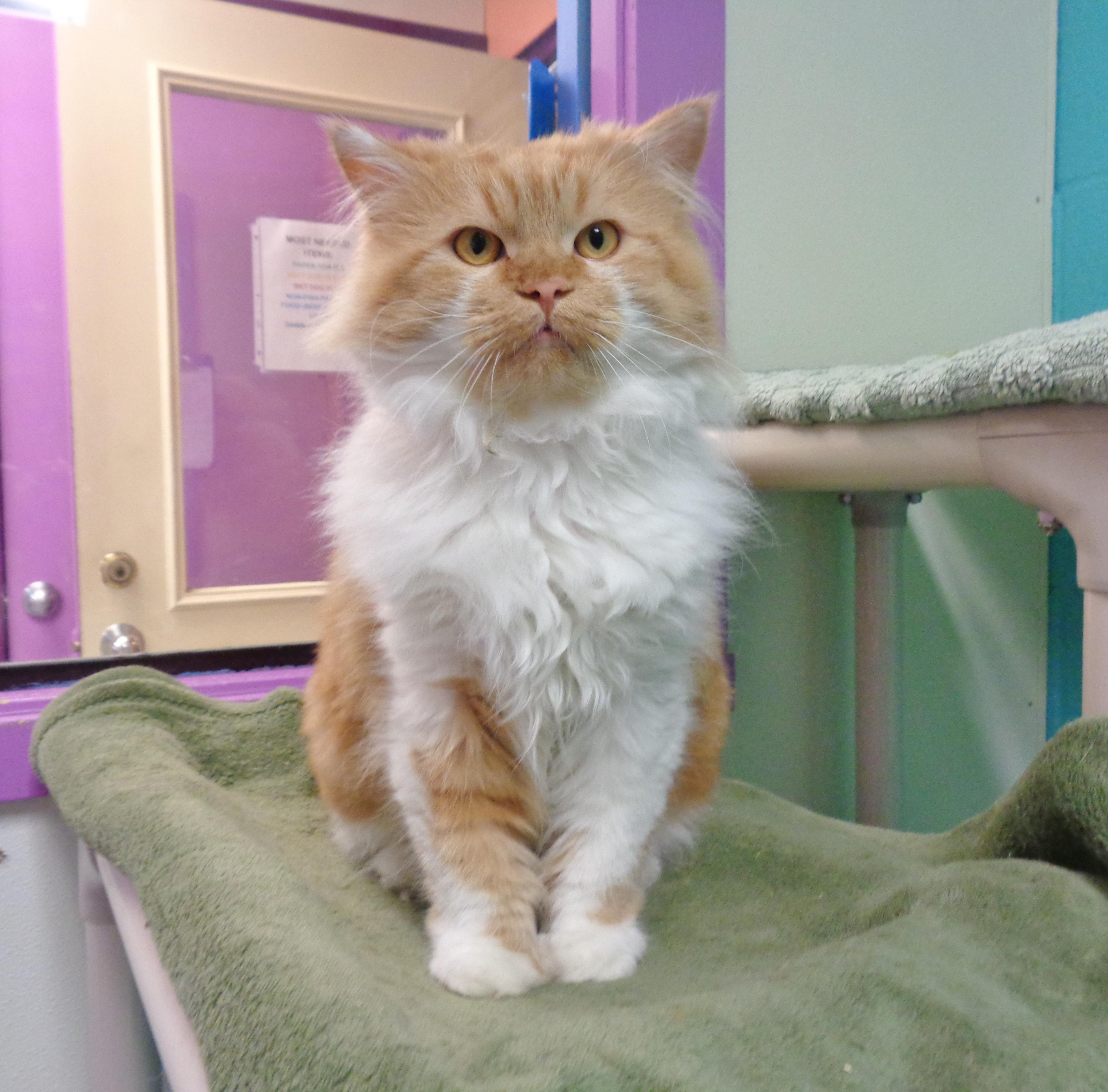 Enlarge ASLAN, an adopted Tiger in Delhi, NY image 1/6