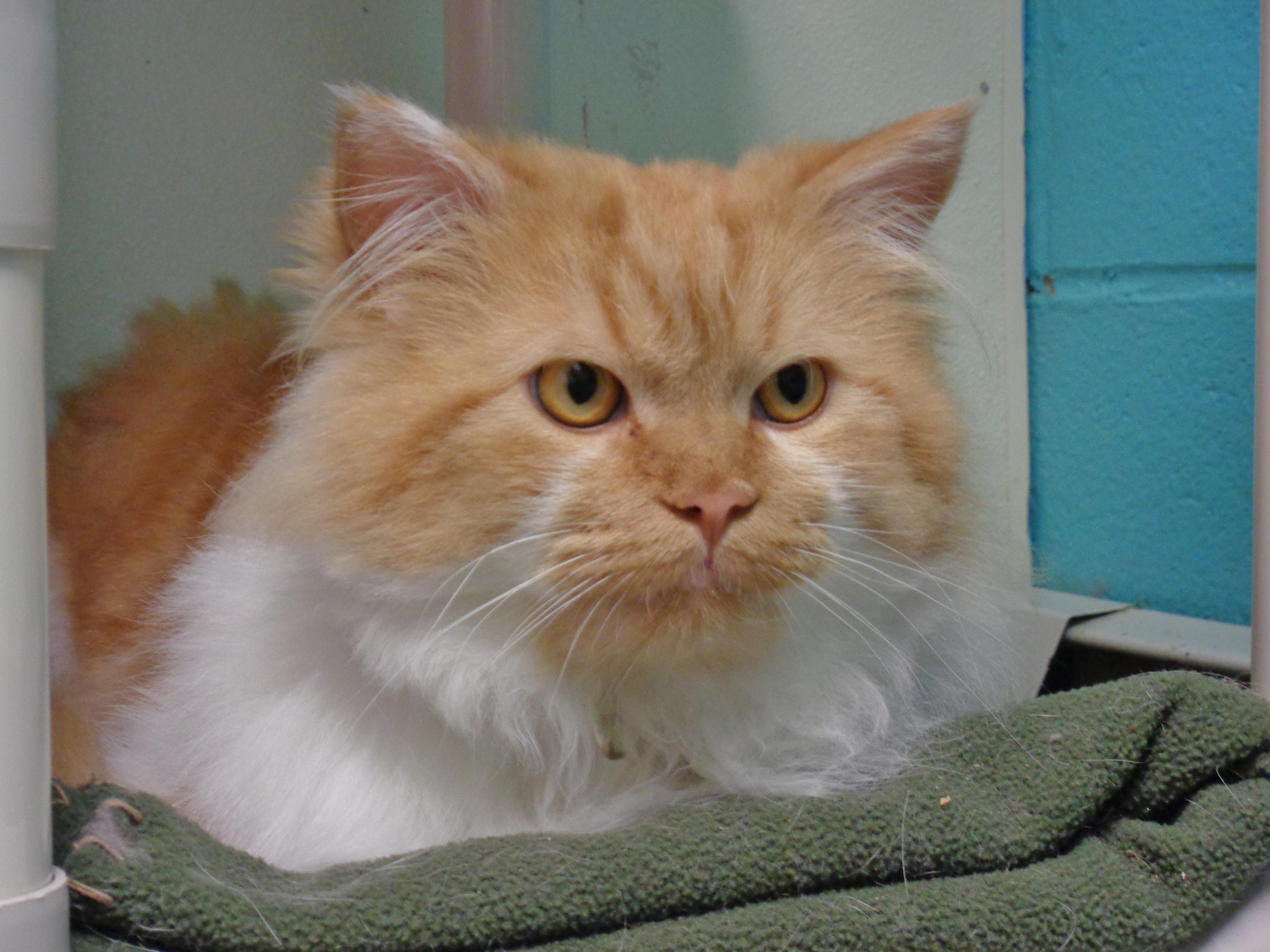 Enlarge ASLAN, an adopted Tiger in Delhi, NY image 2/6