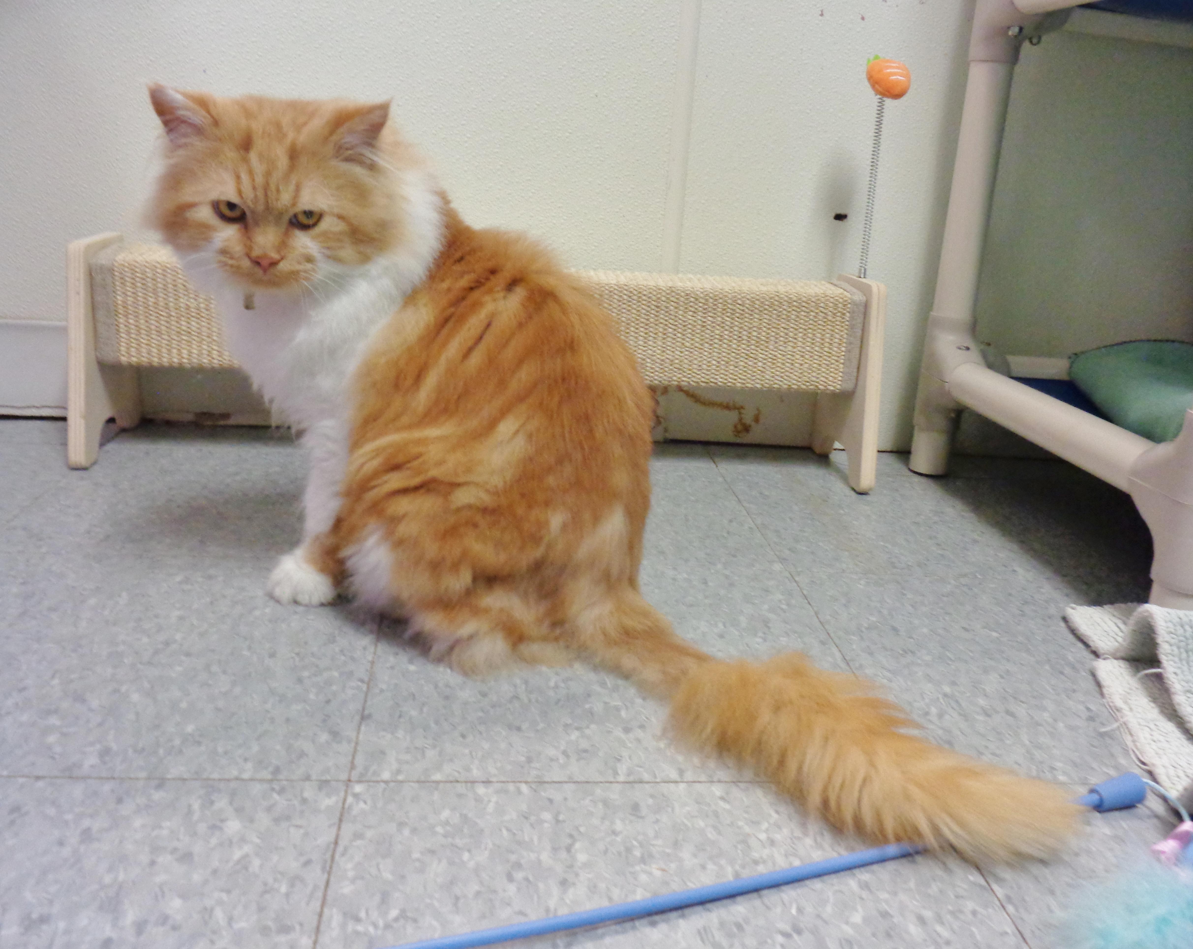 Enlarge ASLAN, an adopted Tiger in Delhi, NY image 5/6