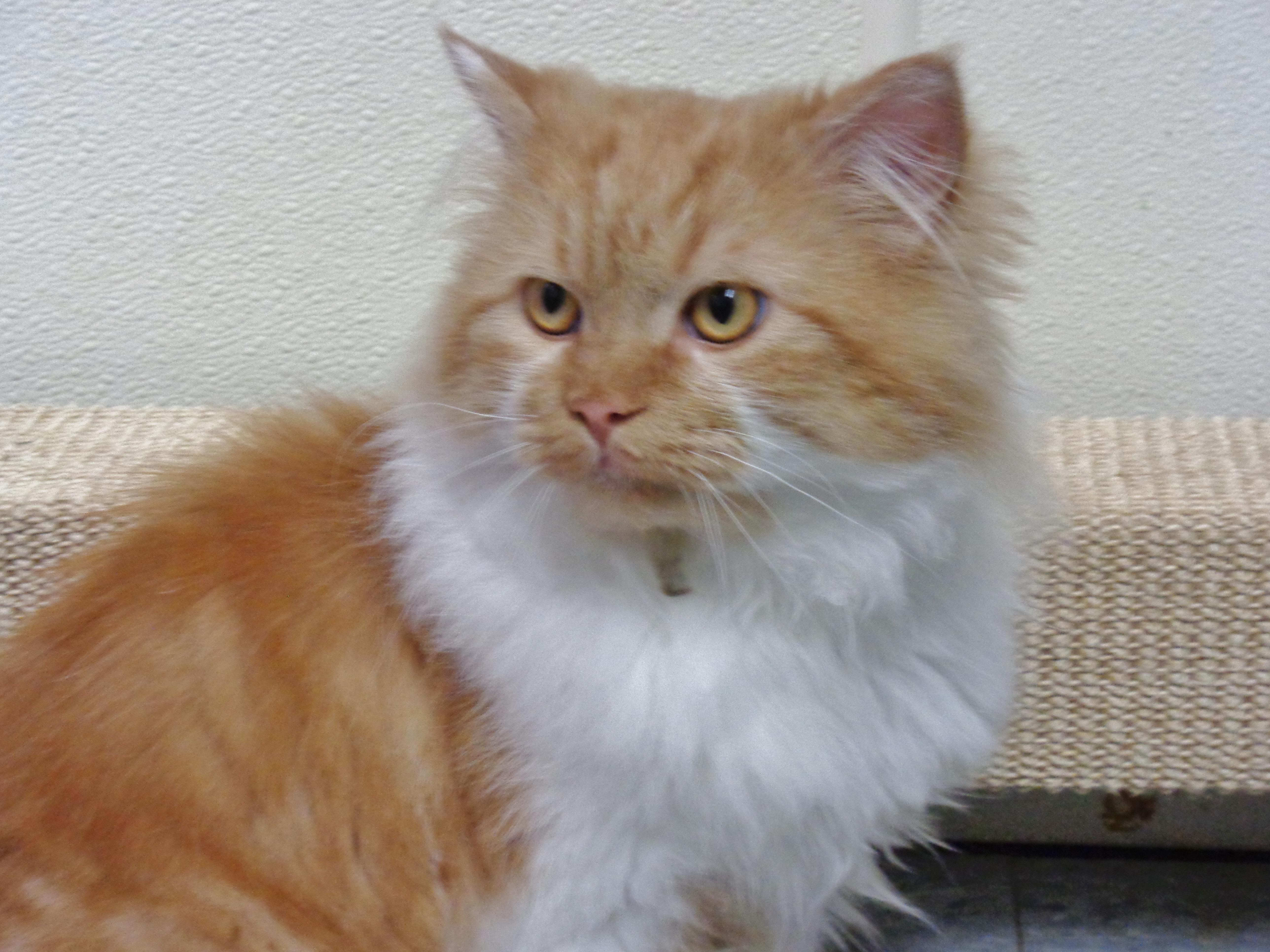 Enlarge ASLAN, an adopted Tiger in Delhi, NY image 3/6