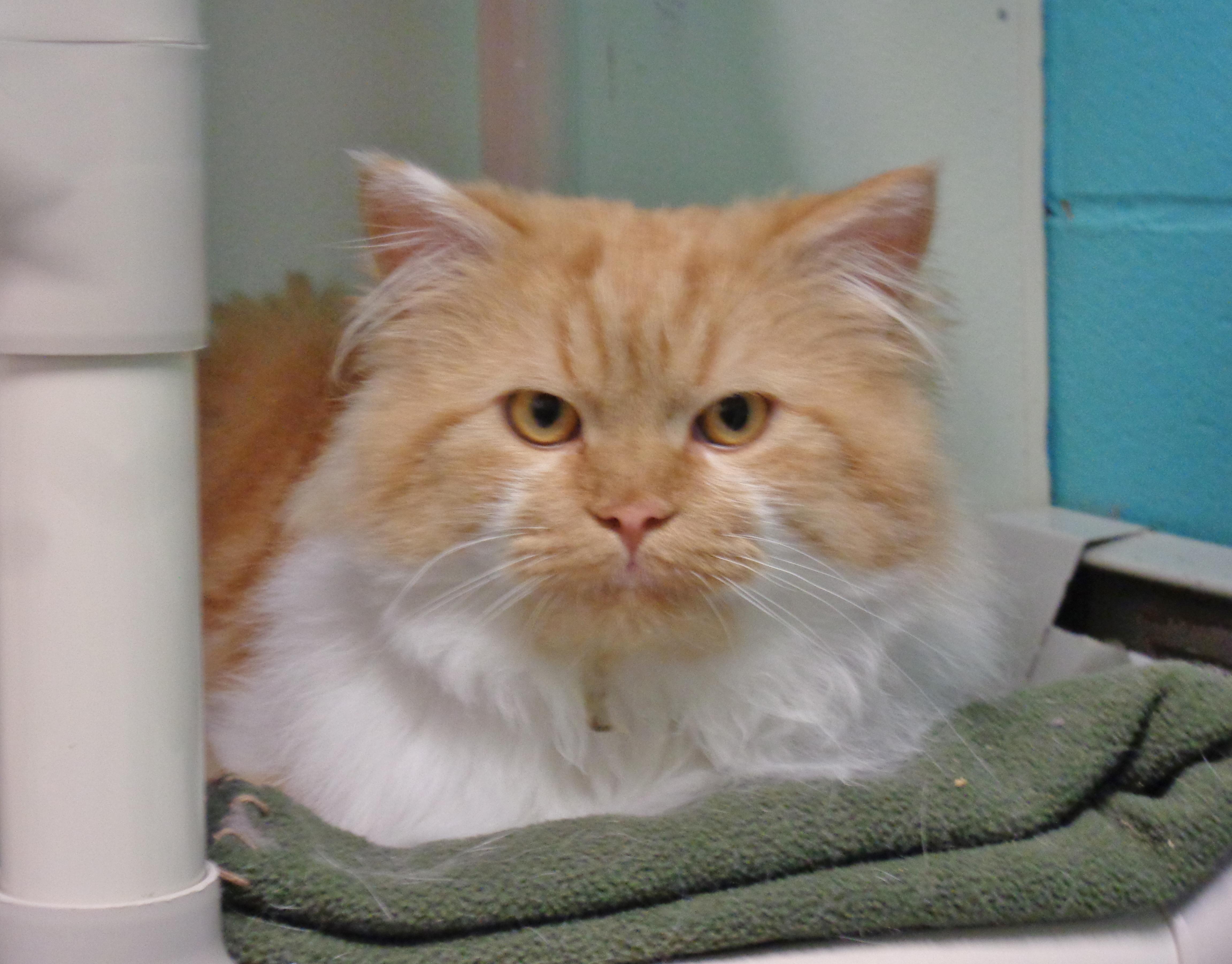 Enlarge ASLAN, an adopted Tiger in Delhi, NY image 4/6
