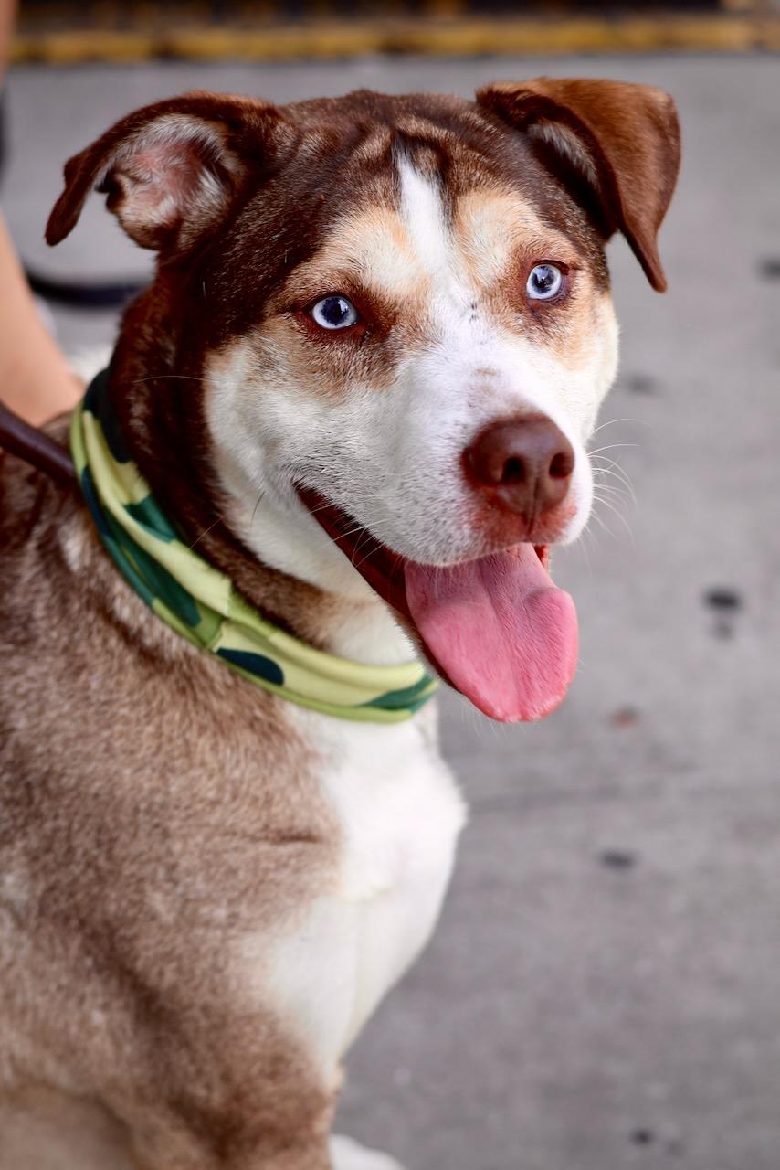 Cannoli, a Adoptable mixed breed in Brooklyn, NY image 4/6