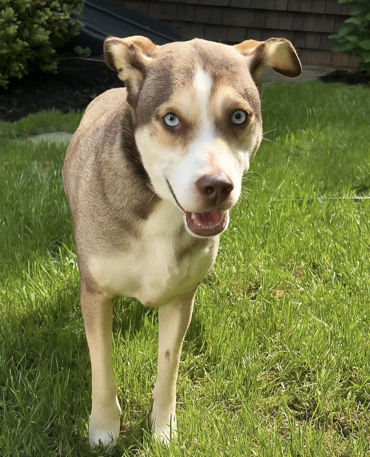 Cannoli, a Adoptable mixed breed in Brooklyn, NY image 2/6