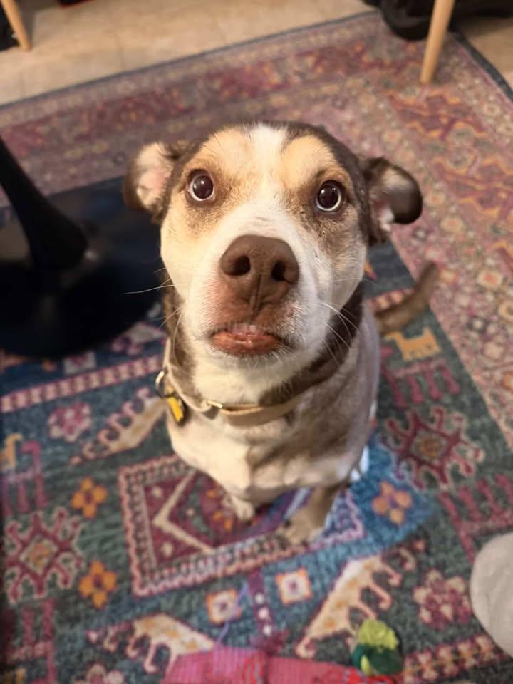 Cannoli, Adoptable, Adult Female Husky & German Shepherd Dog.