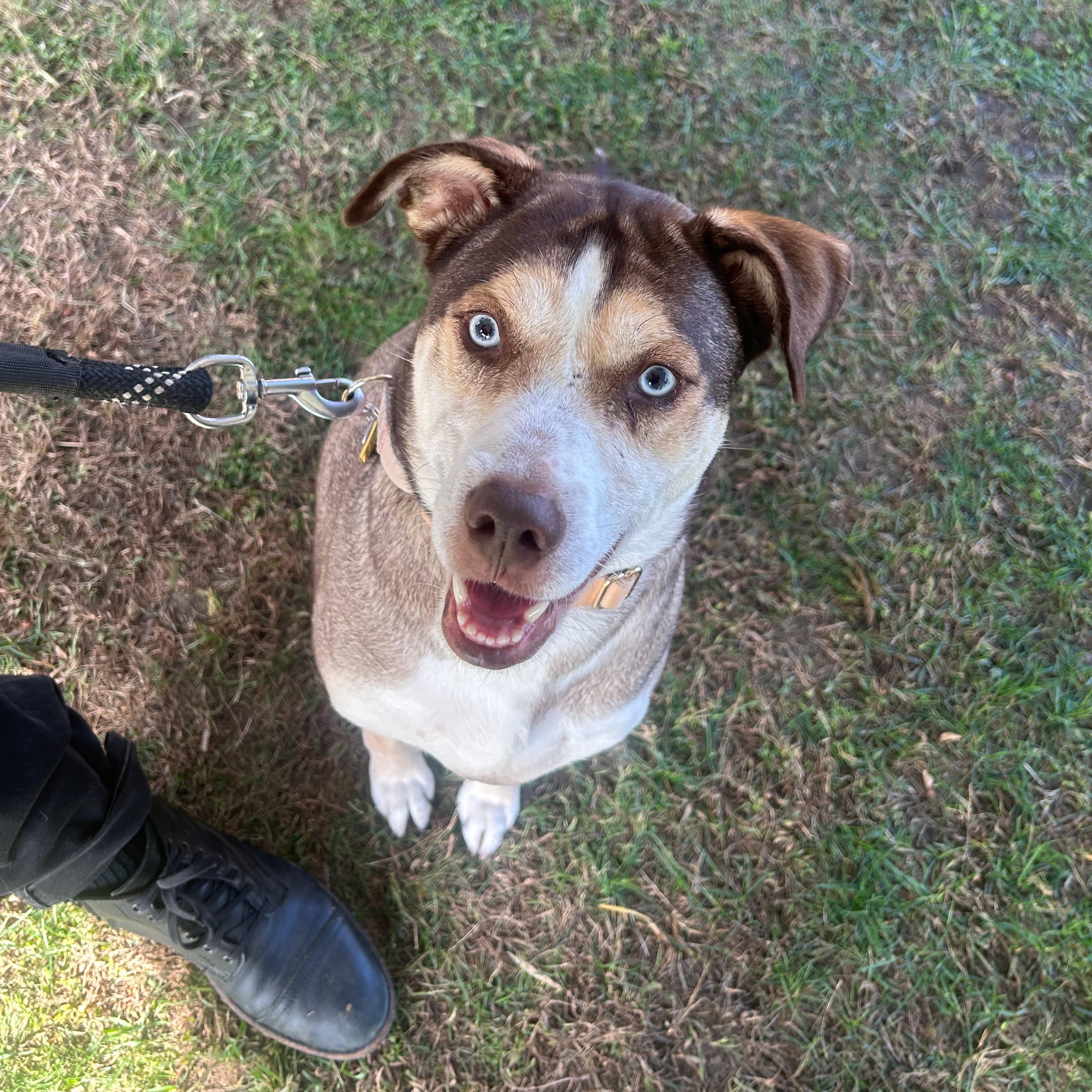 Cannoli, Adoptable, Adult Female Husky & German Shepherd Dog.