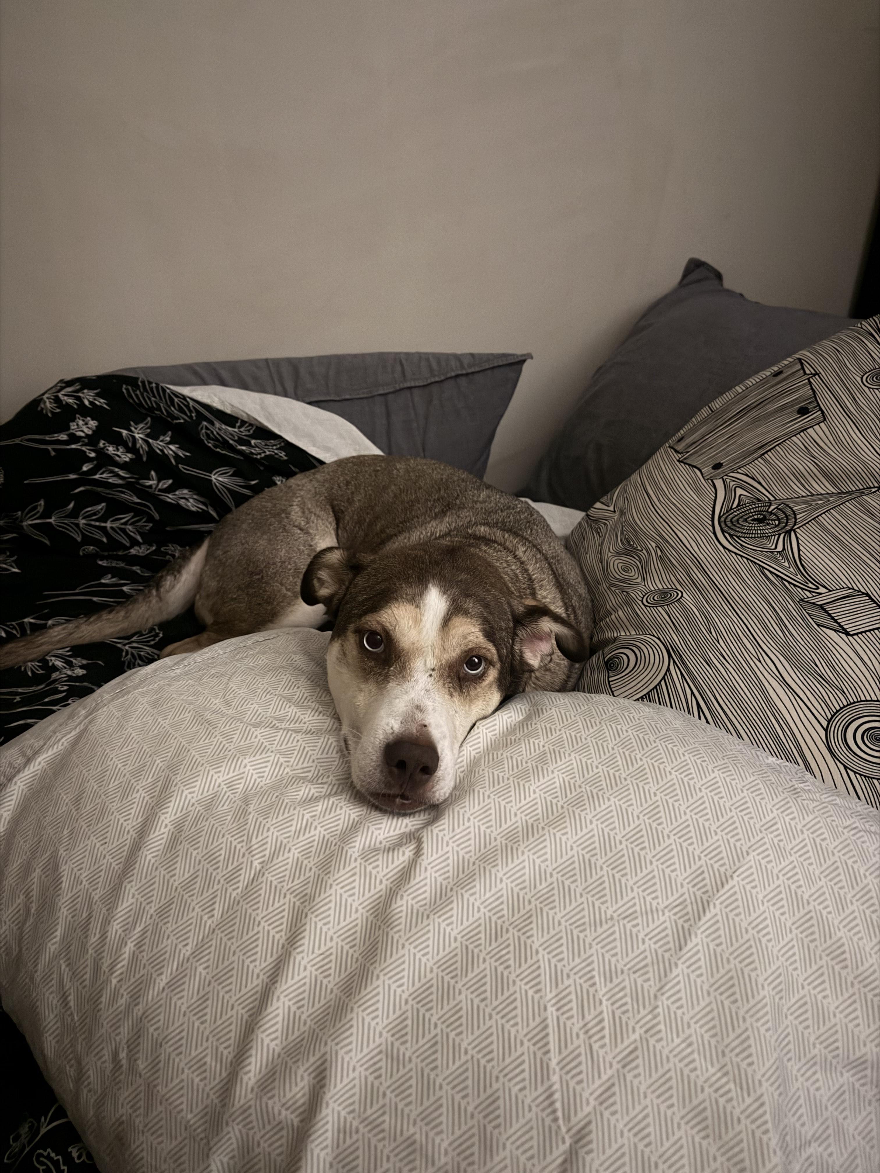 Cannoli, a Adoptable mixed breed in Brooklyn, NY image 6/6