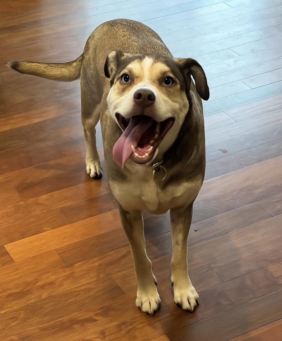 Cannoli
