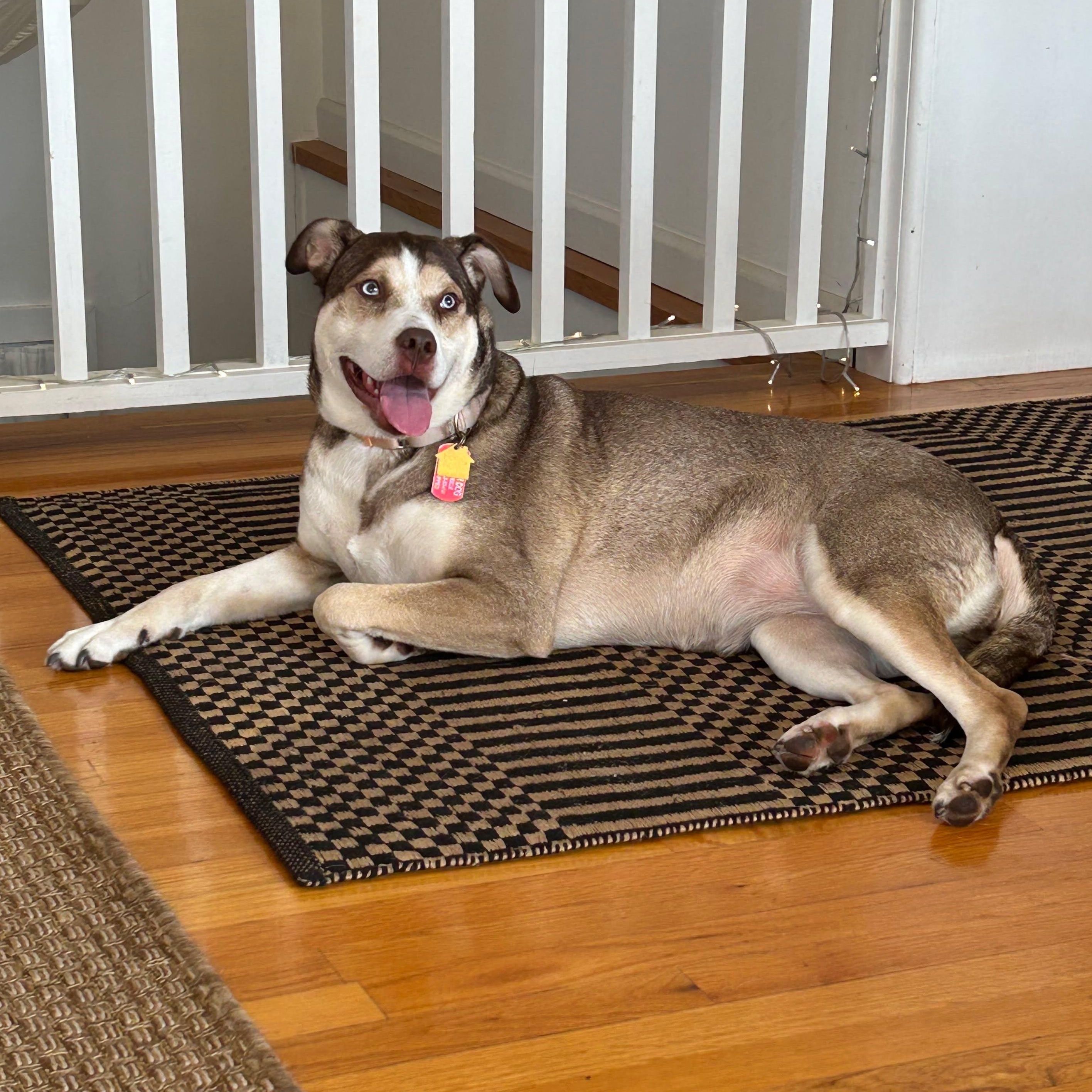 Cannoli, a Adoptable mixed breed in Brooklyn, NY image 5/6