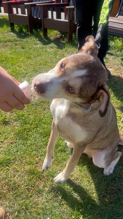 Enlarge Cannoli, a Adoptable mixed breed in Brooklyn, NY video 3/6