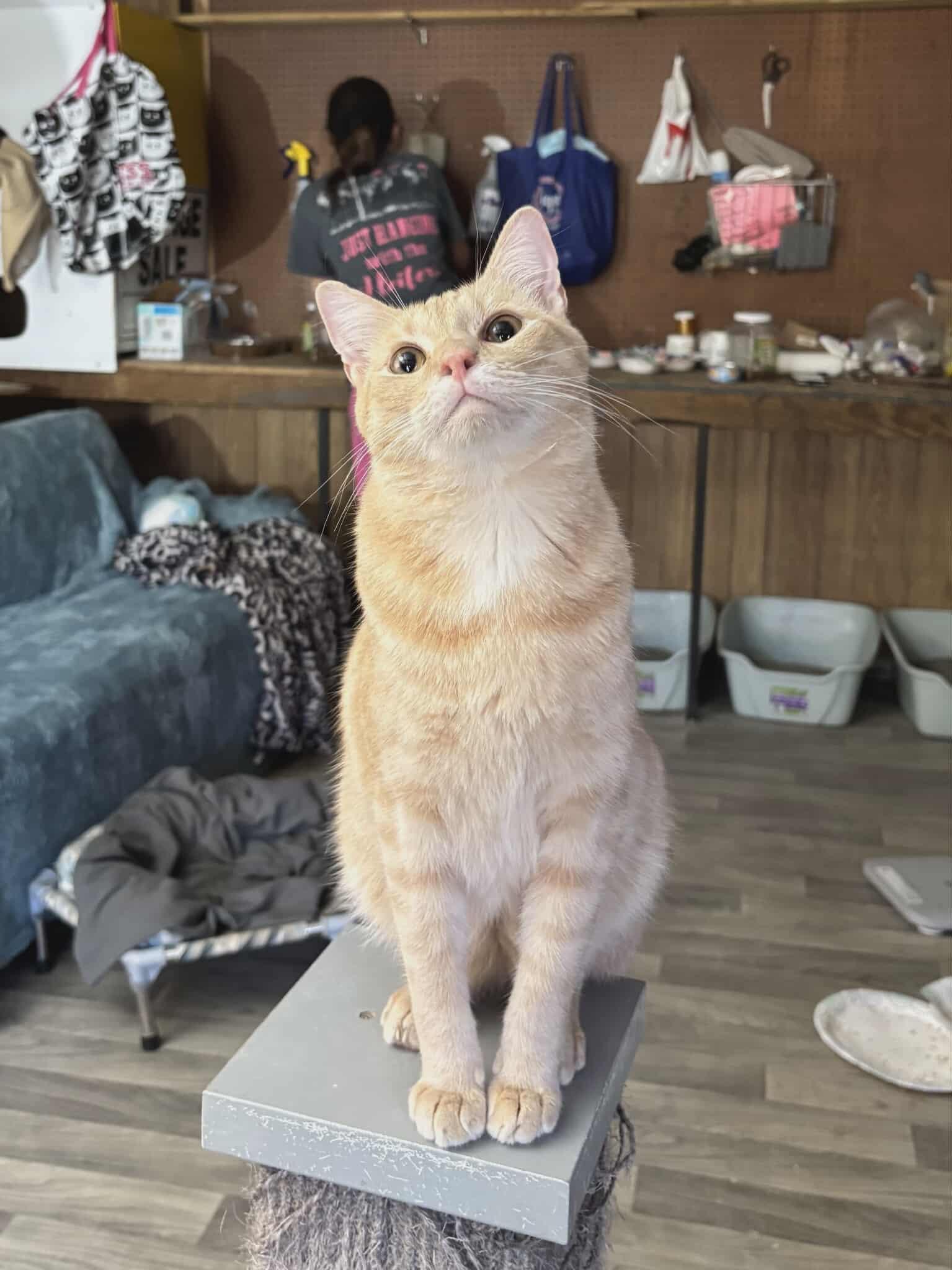 Bernie — thumbnail 2