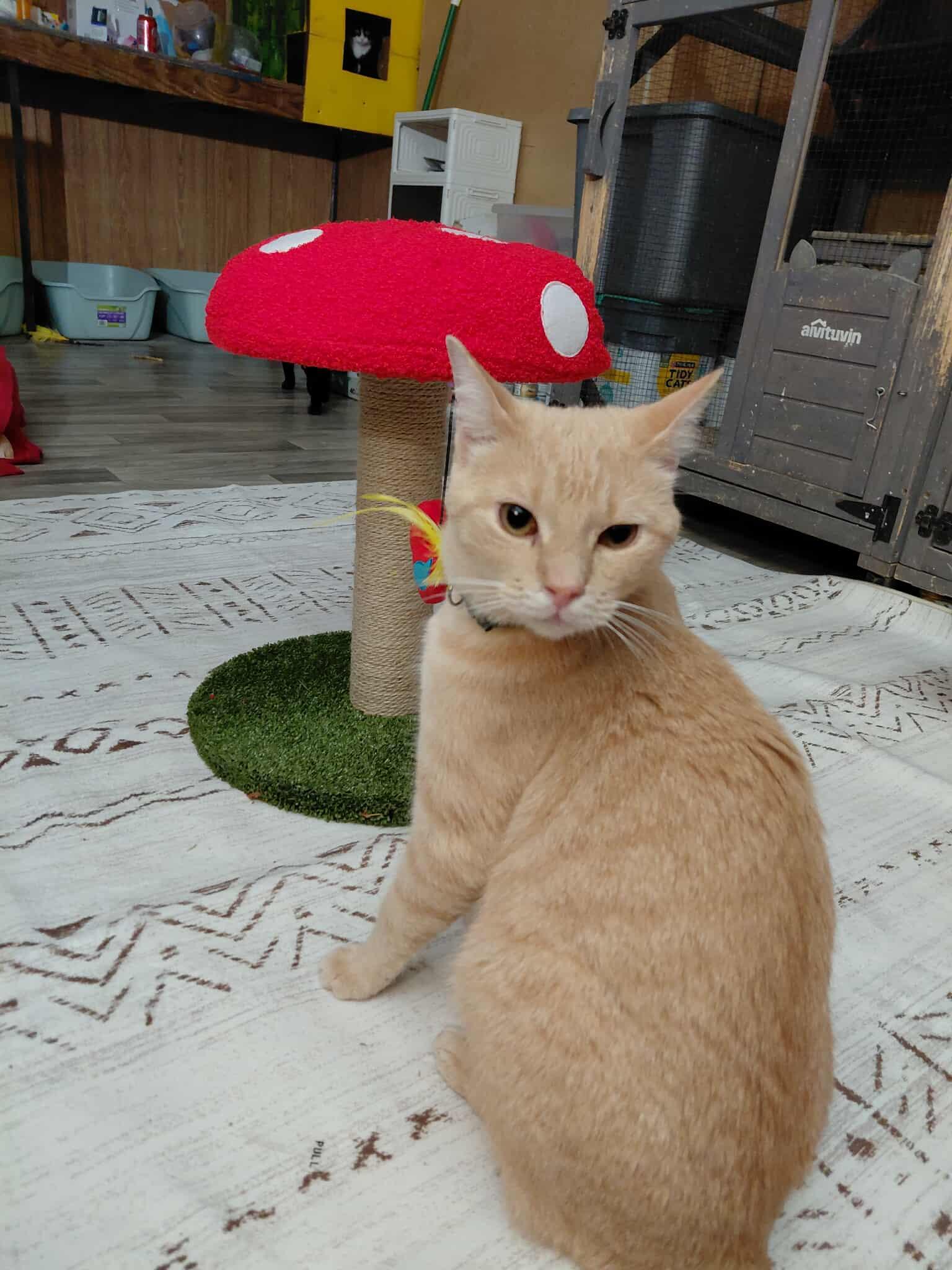 Bernie — thumbnail 3