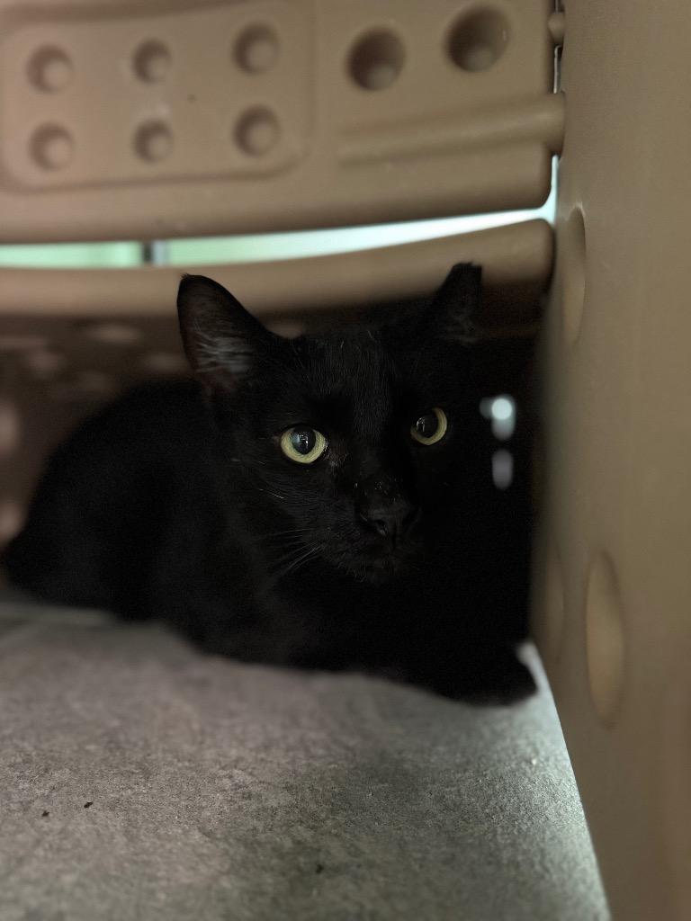 Robbie, Adoptable, Young Male Domestic Short Hair.