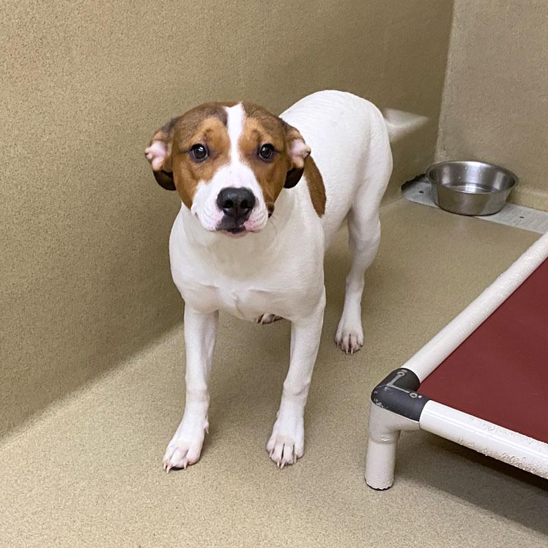 Spirit, ADOPTABLE, Young Male Hound.