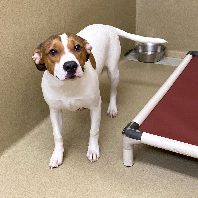 Spirit, a ADOPTABLE mixed breed in Monroe, GA image 3/3