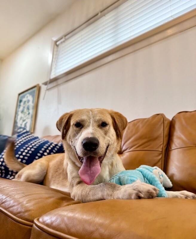 Sandy Pink The Golden Girl of Your Dreams — thumbnail 3