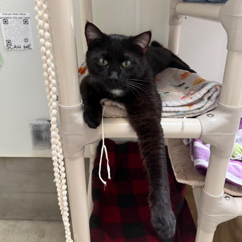 Enlarge Bingley, a Adoptable Domestic Short Hair in Fort Bragg, CA image 1/2