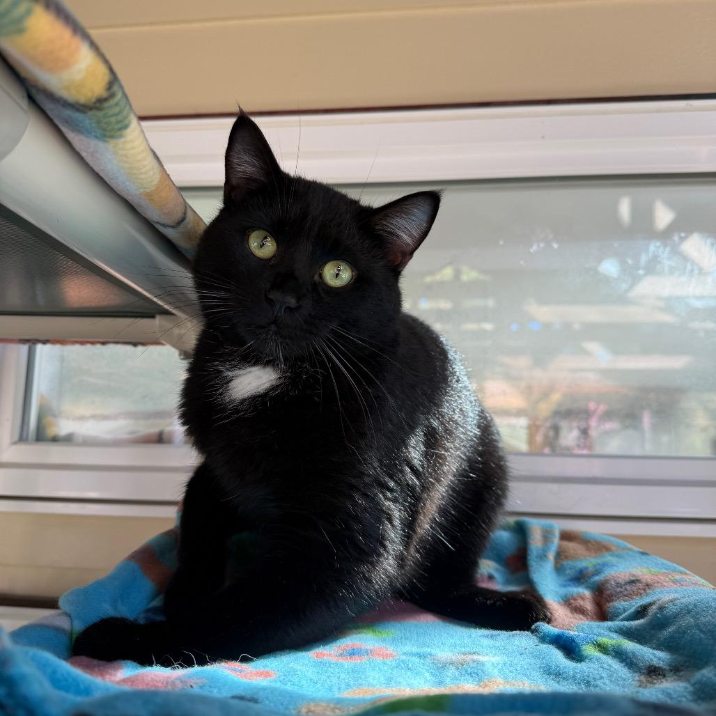 Enlarge Bingley, a Adoptable Domestic Short Hair in Fort Bragg, CA image 1/1