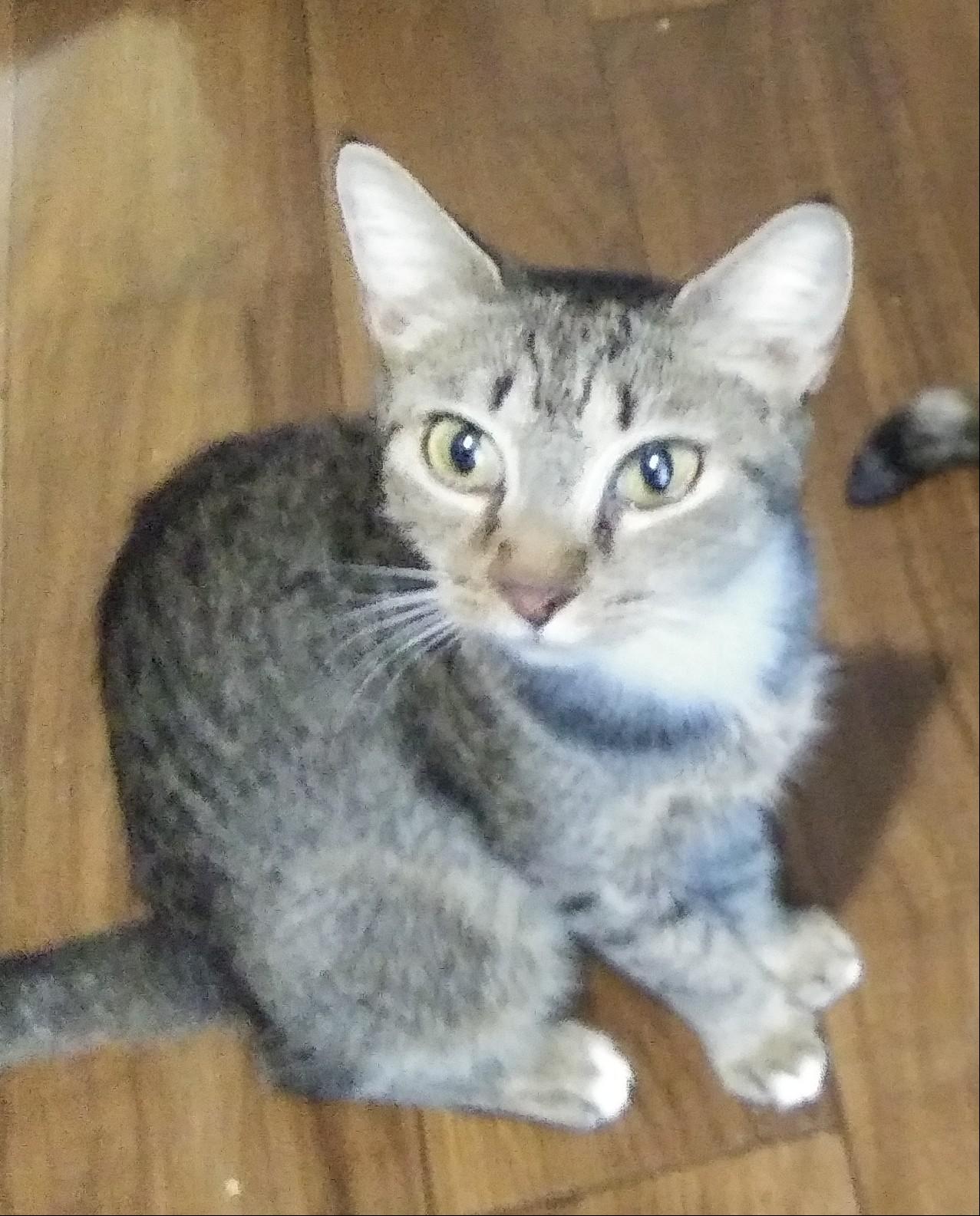 Hazel, Adoptable, Young Female Domestic Short Hair.