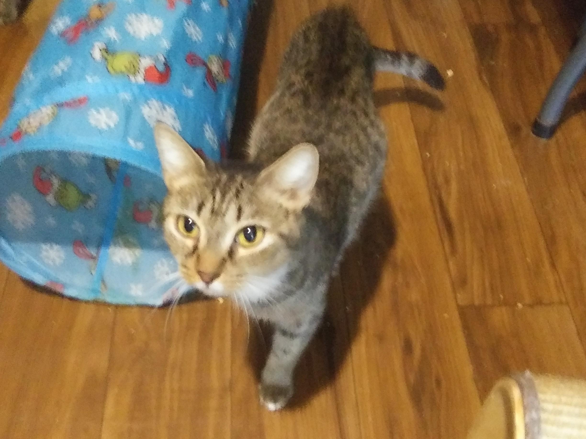 Enlarge Hazel, a Adoptable Domestic Short Hair in Port Wentworth, GA image 2/3