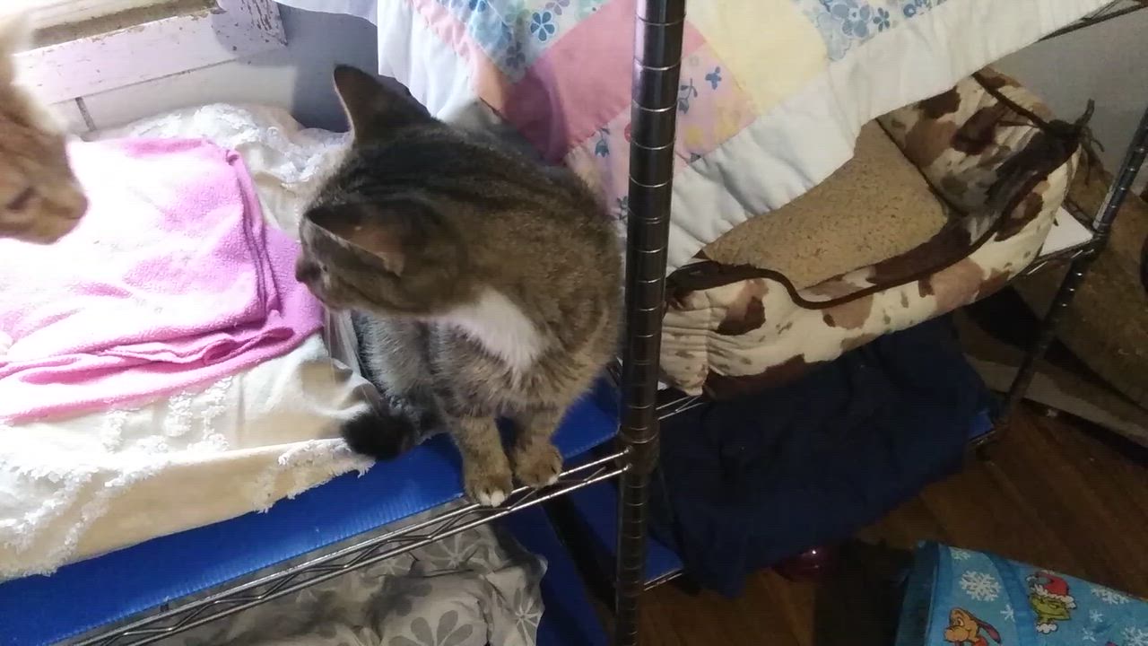 Enlarge Hazel, a Adoptable Domestic Short Hair in Port Wentworth, GA video 3/3