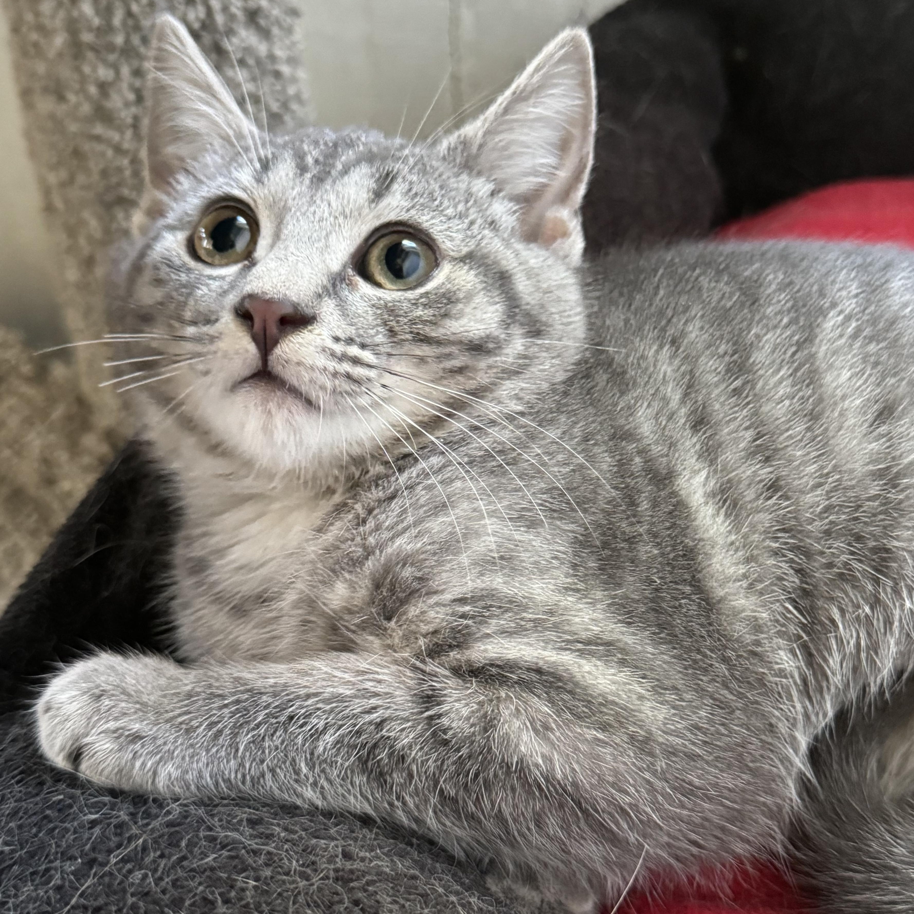Reed, ADOPTABLE, Kitten Male Domestic Short Hair.