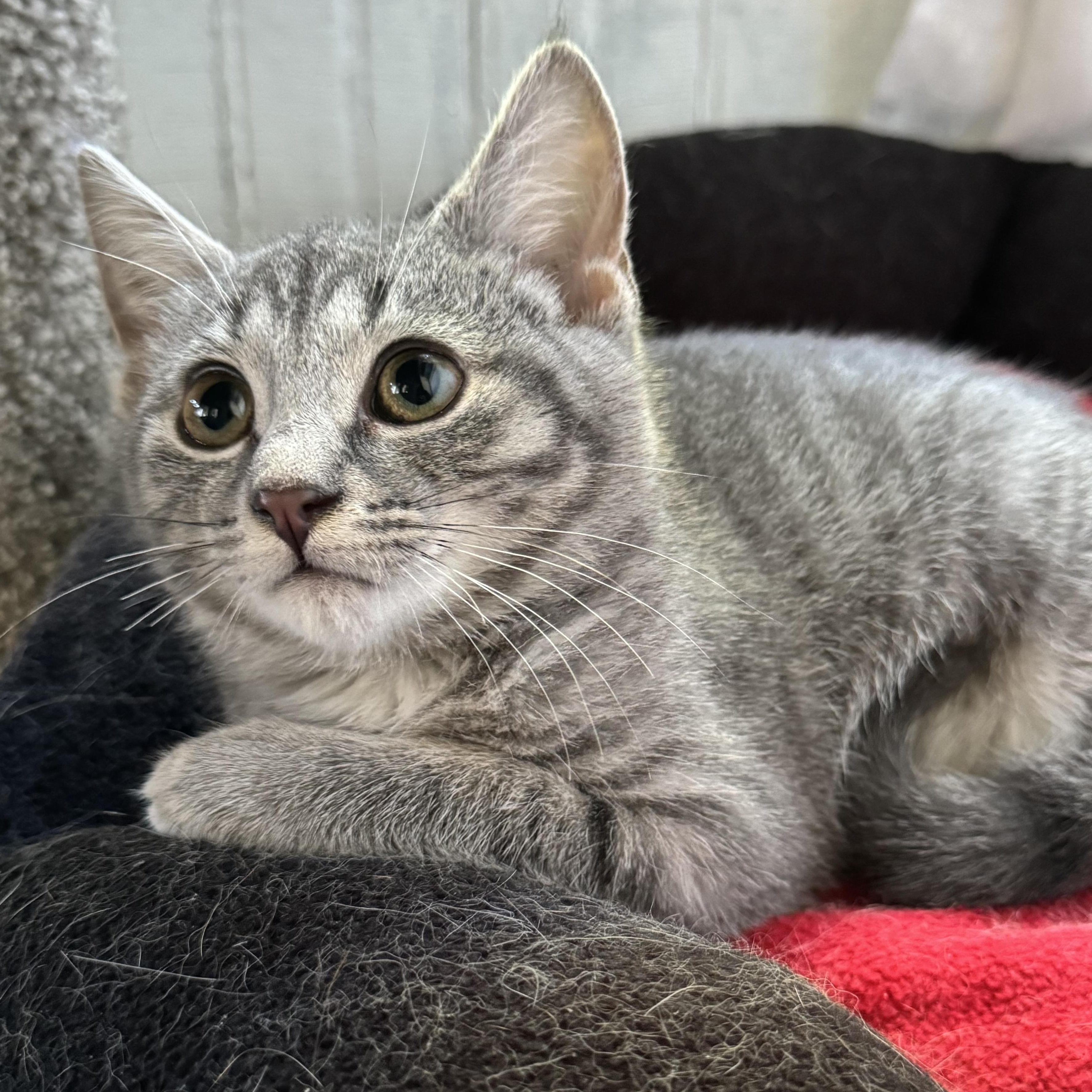 Reed, a ADOPTABLE Domestic Short Hair in Clifton, NJ image 3/3