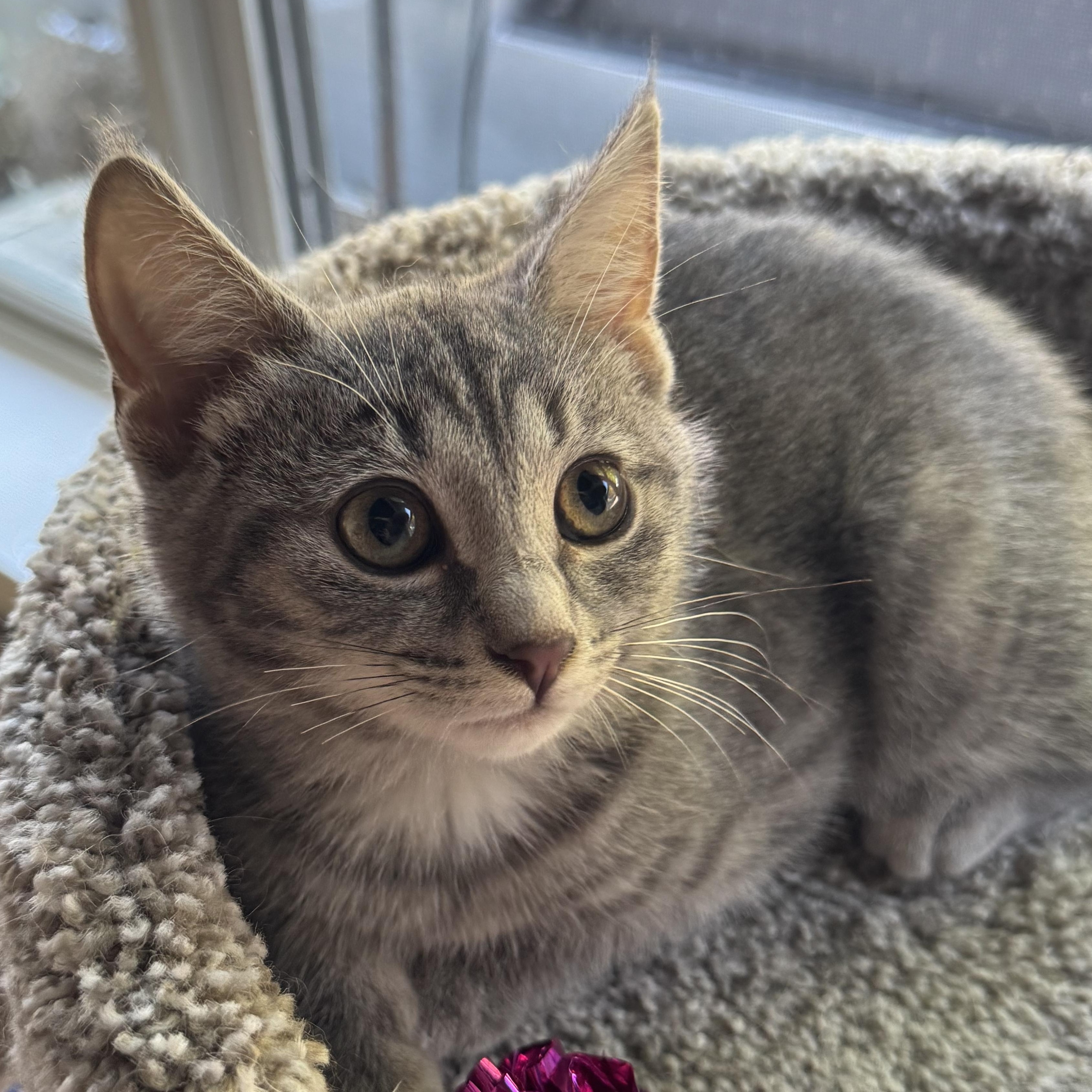 Reed, a ADOPTABLE Domestic Short Hair in Clifton, NJ image 2/3