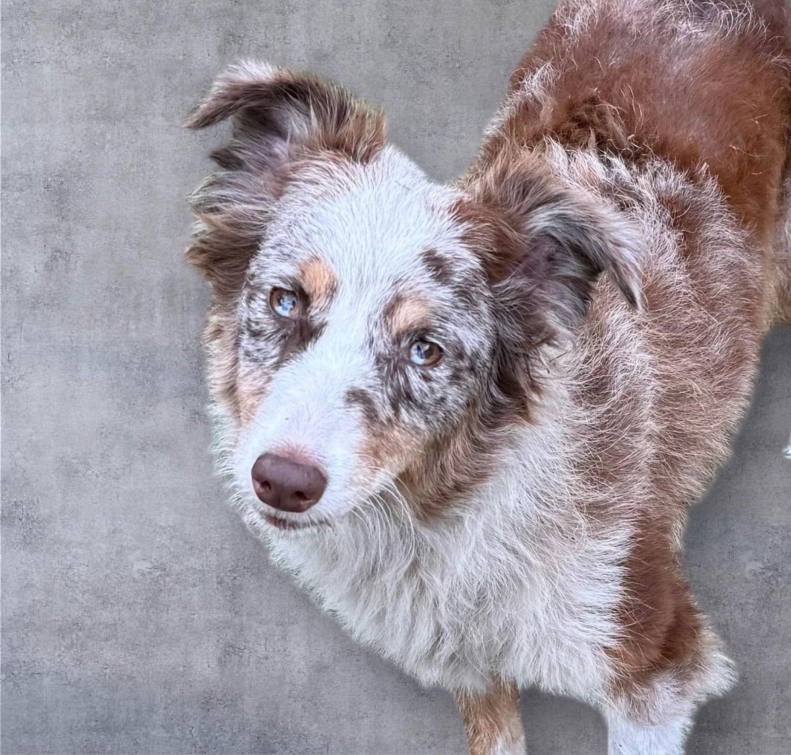 Enlarge Paris Aussie, a Adoptable Australian Shepherd in Valrico, FL image 1/3