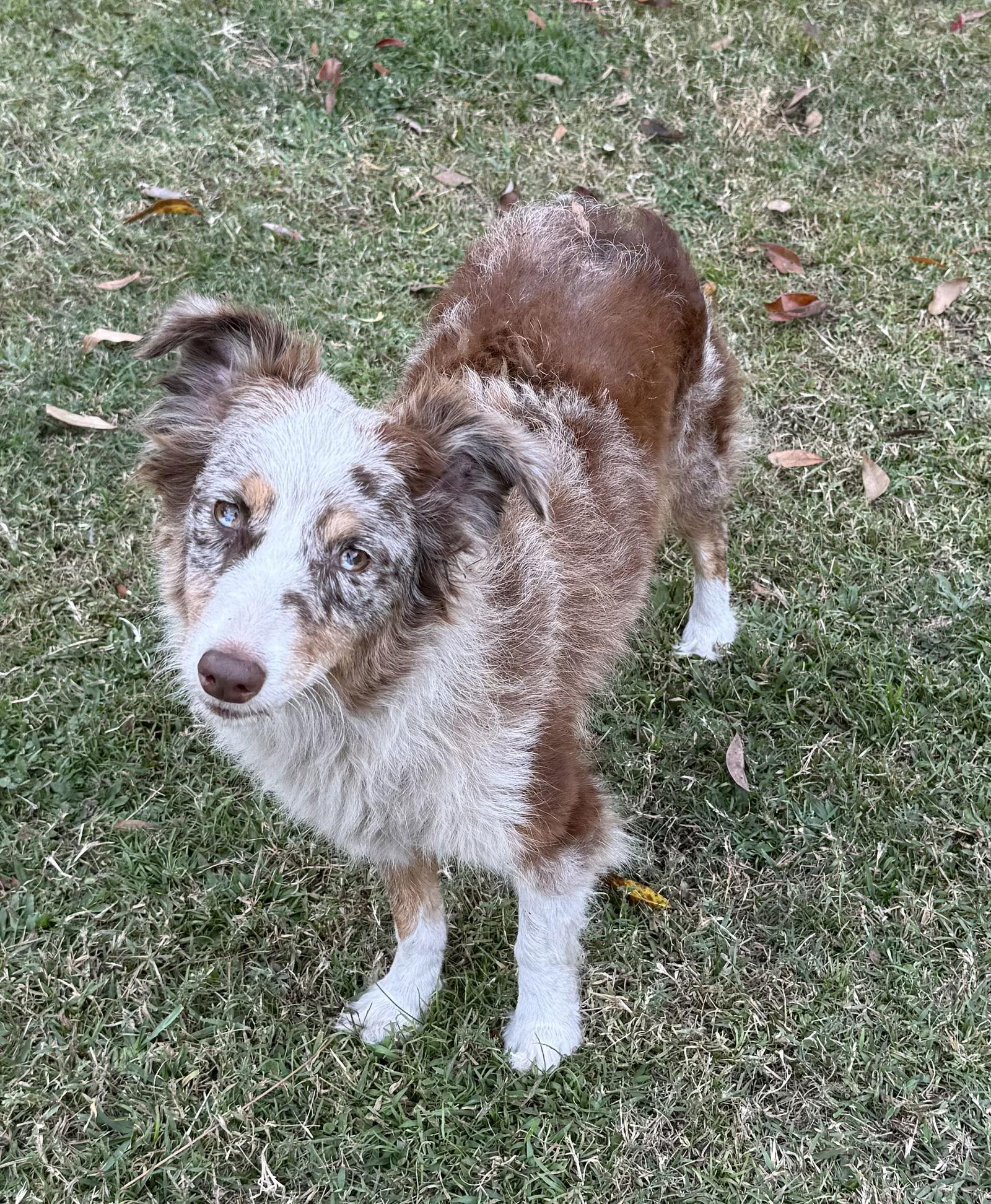Enlarge Paris Aussie, a Adoptable Australian Shepherd in Valrico, FL image 2/3