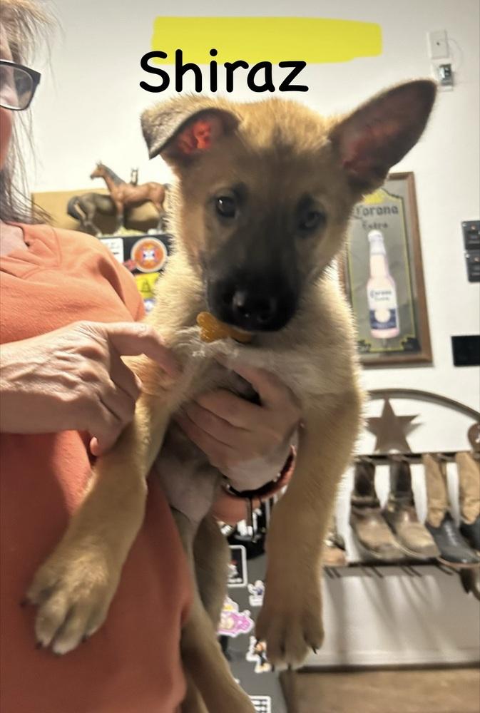 Worldwide Woofs Litter - Shiraz located in Arizona