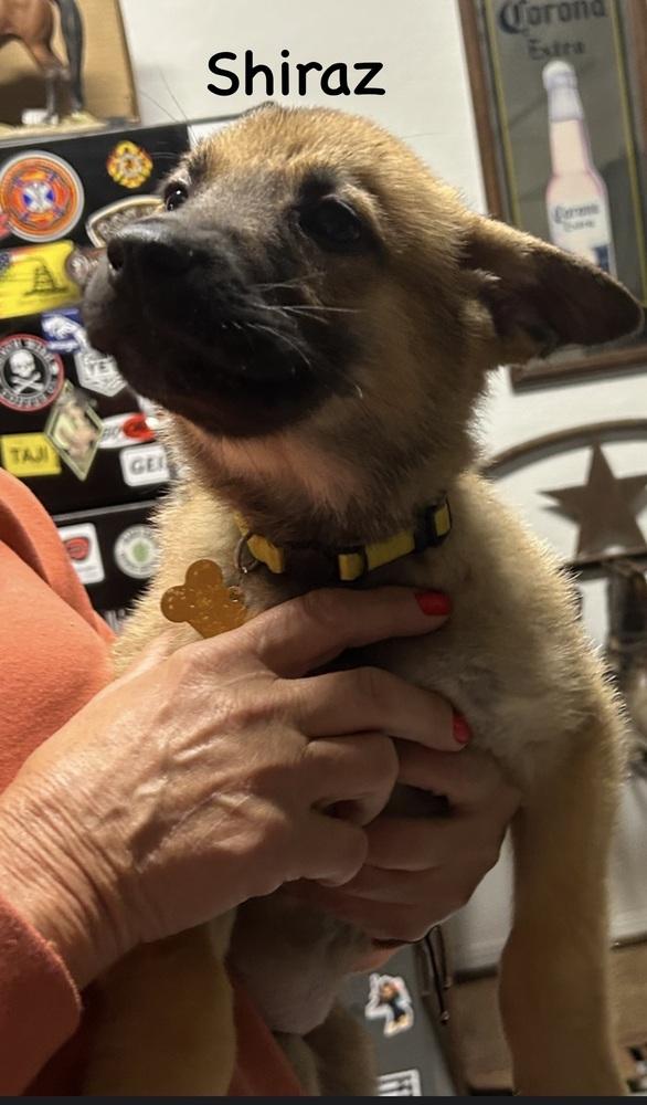 Worldwide Woofs Litter - Shiraz located in Arizona — thumbnail 2