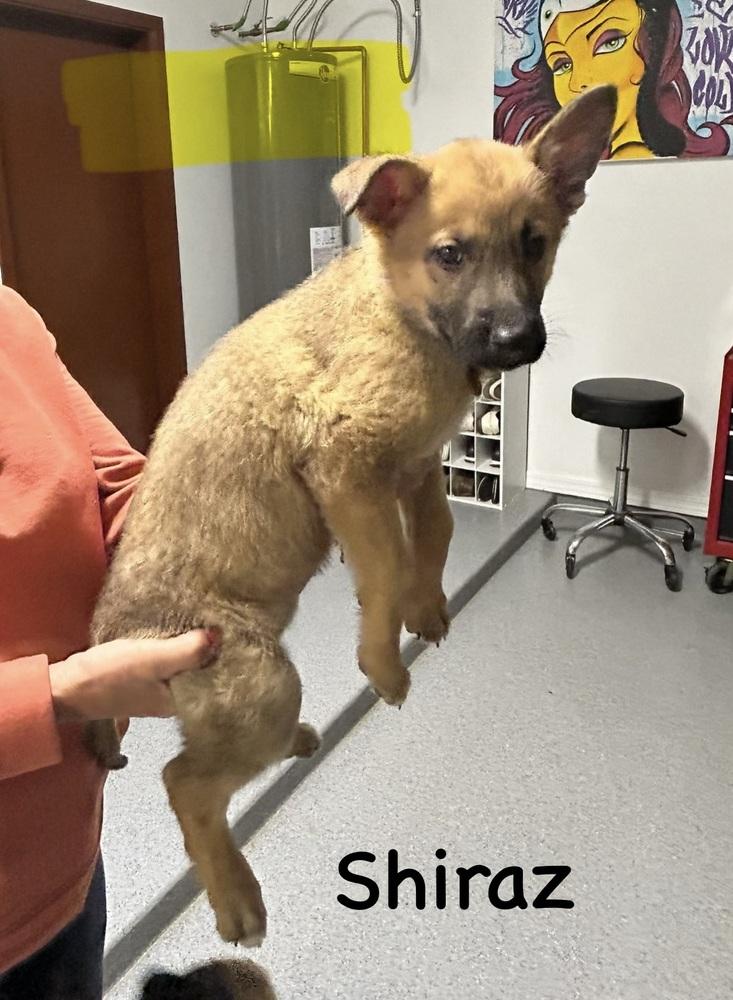 Worldwide Woofs Litter - Shiraz located in Arizona — thumbnail 3