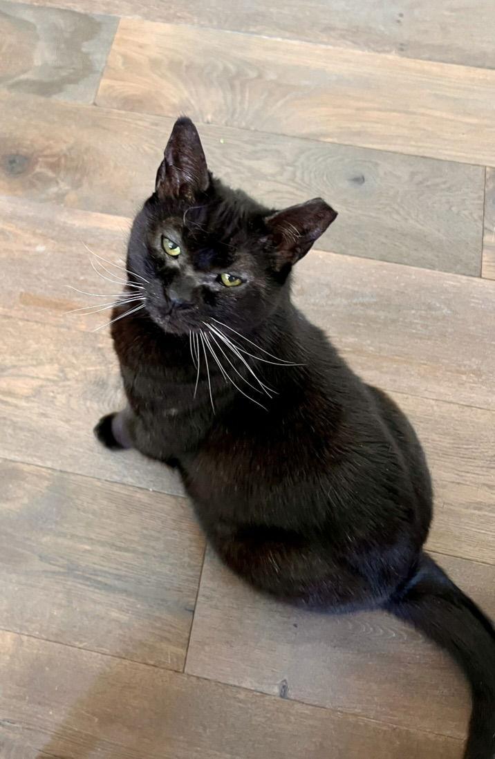 Simba Girl (Courtesy Post), a Adoptable Domestic Short Hair in San Jose, CA image 1/3