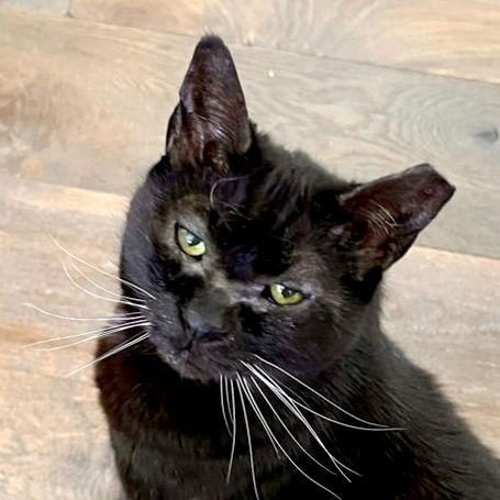 Simba Girl (Courtesy Post), a Adoptable Domestic Short Hair in San Jose, CA image 2/3