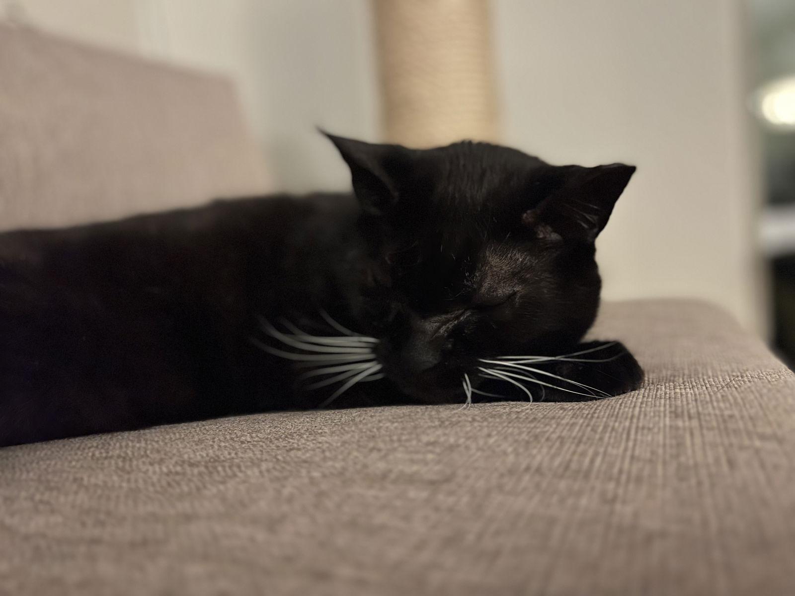 Simba Girl (Courtesy Post), a Adoptable Domestic Short Hair in San Jose, CA image 3/3