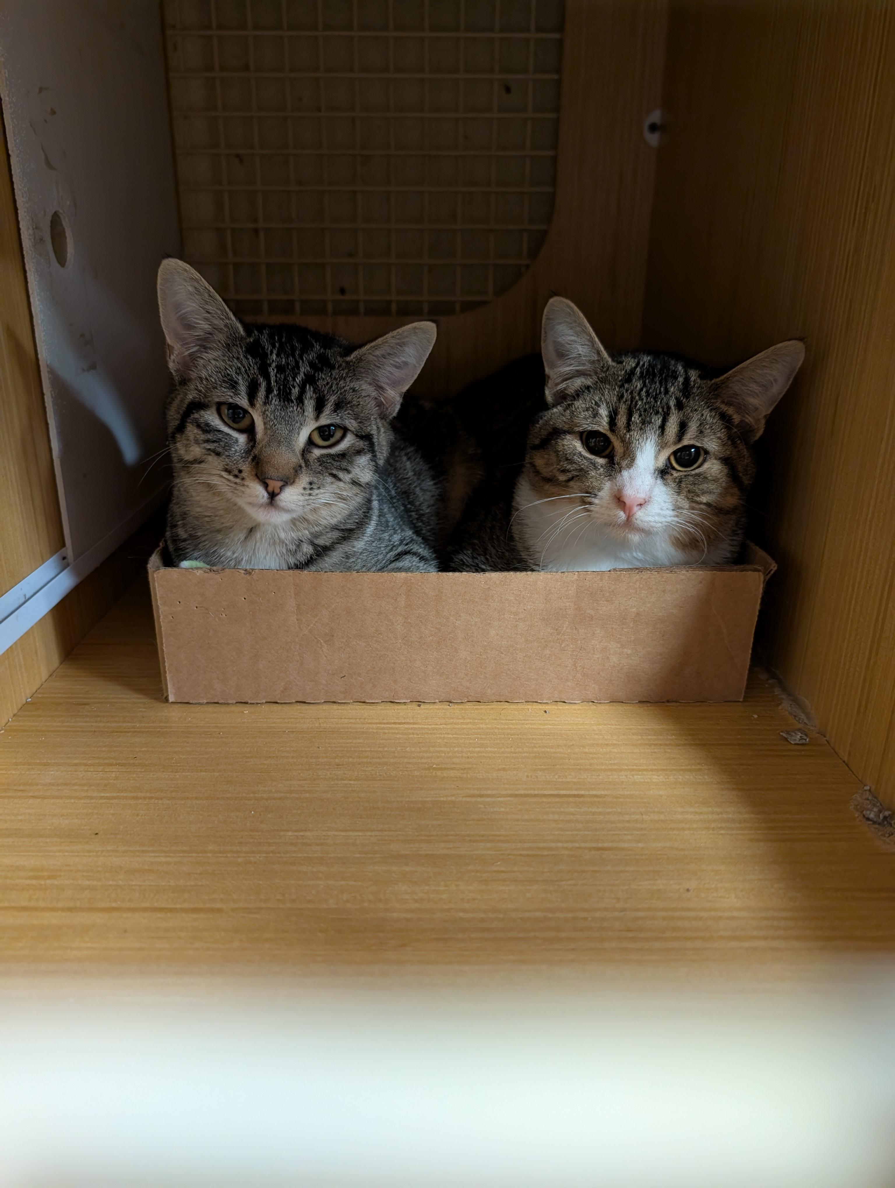 Cali, an adopted Tabby in Lake Oswego, OR image 2/3