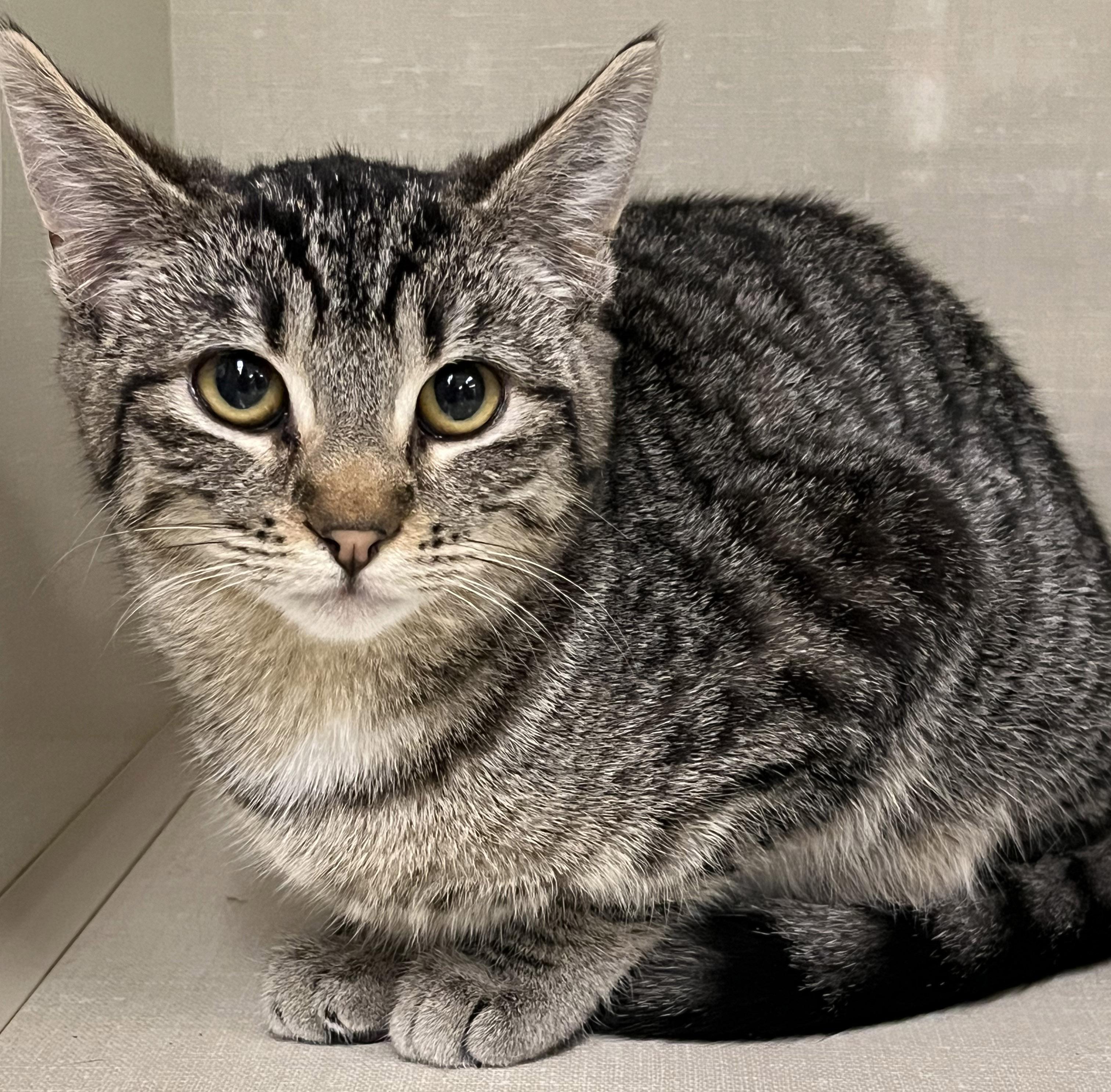 Cali, ADOPTABLE, Kitten Female Tabby.