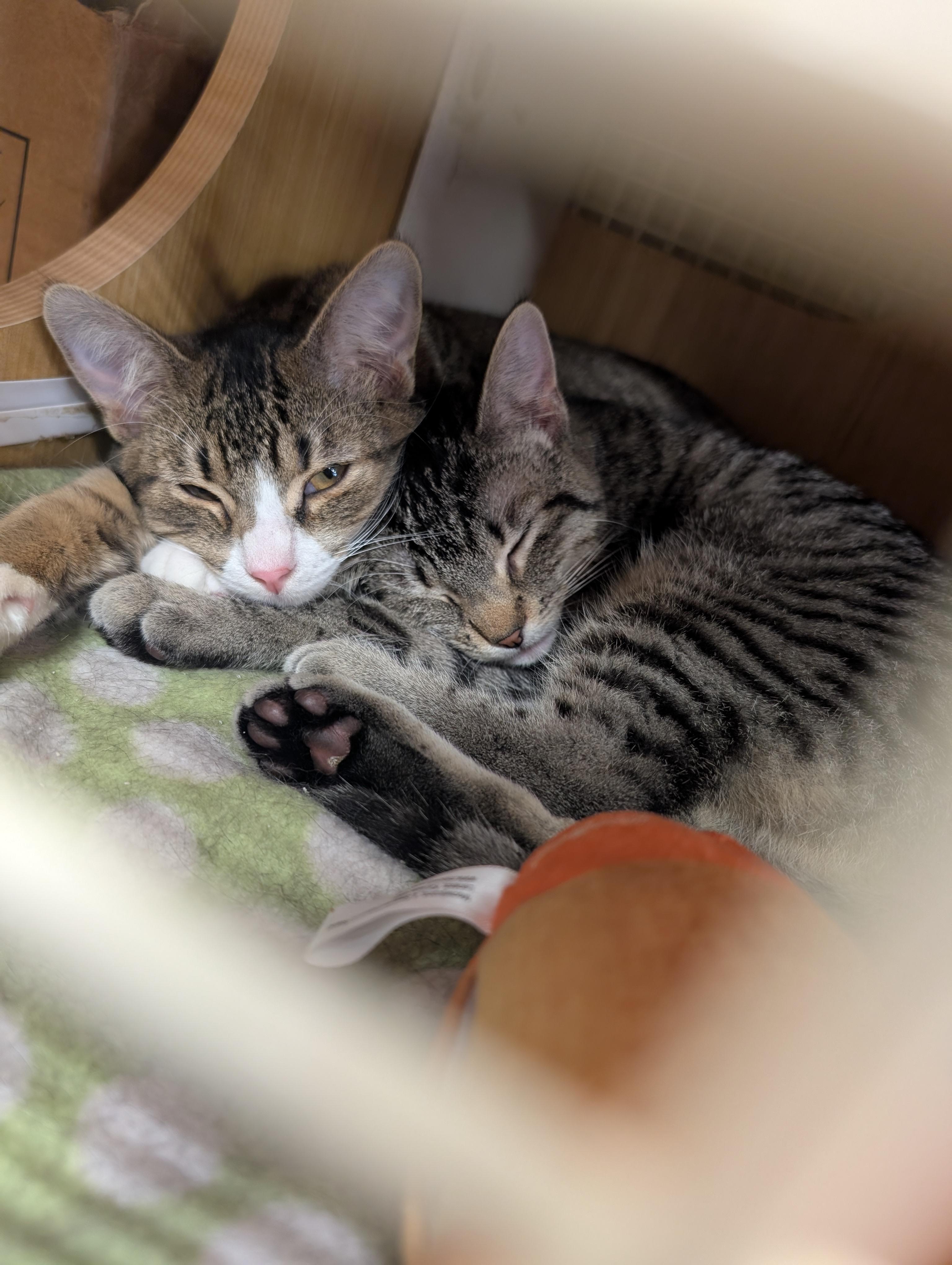 Cali, an adopted Tabby in Lake Oswego, OR image 3/3