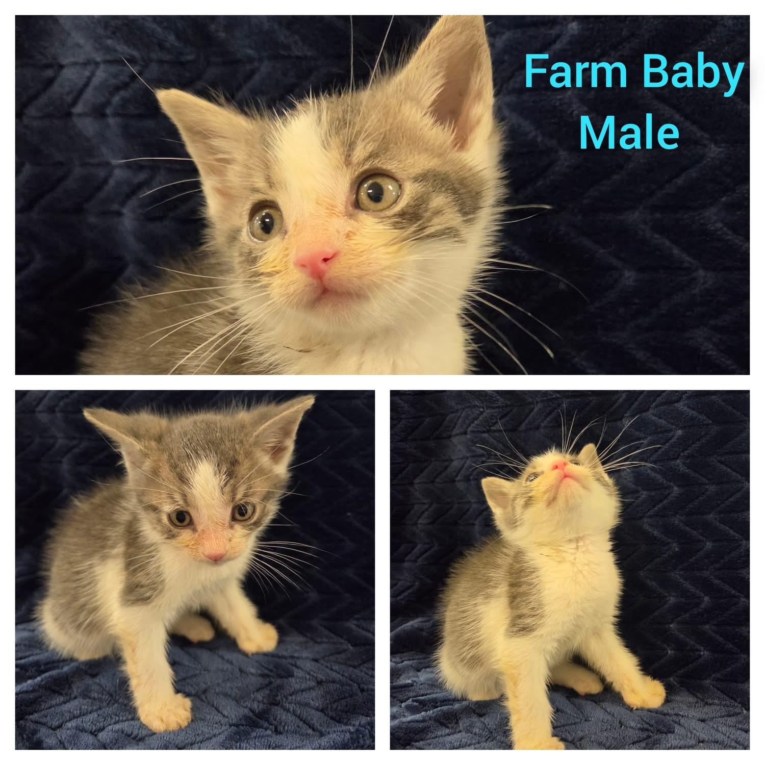 Farm Baby, Adoptable, Kitten Male Domestic Short Hair.