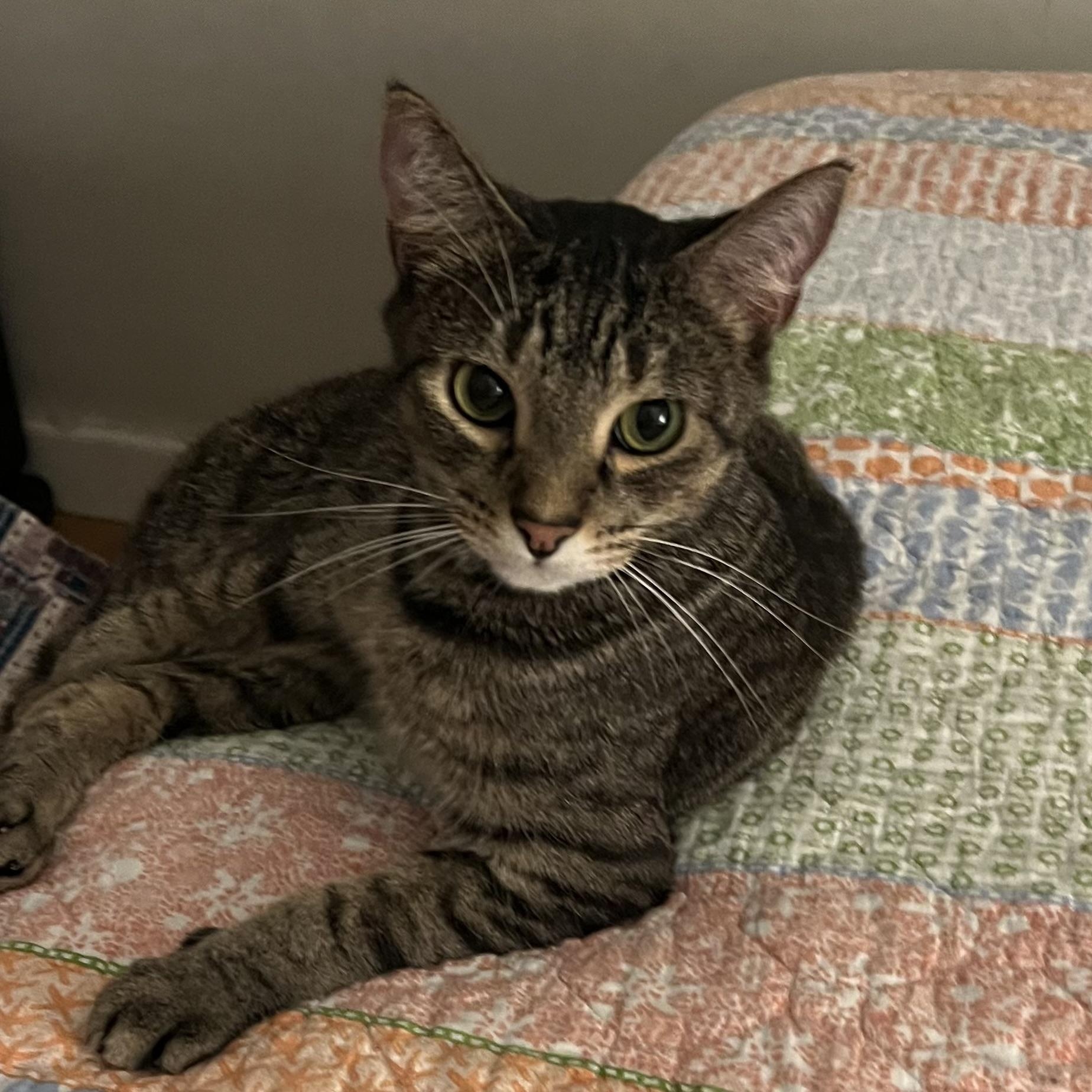 Littles, a Adoptable Domestic Short Hair in Nashville, TN image 1/5