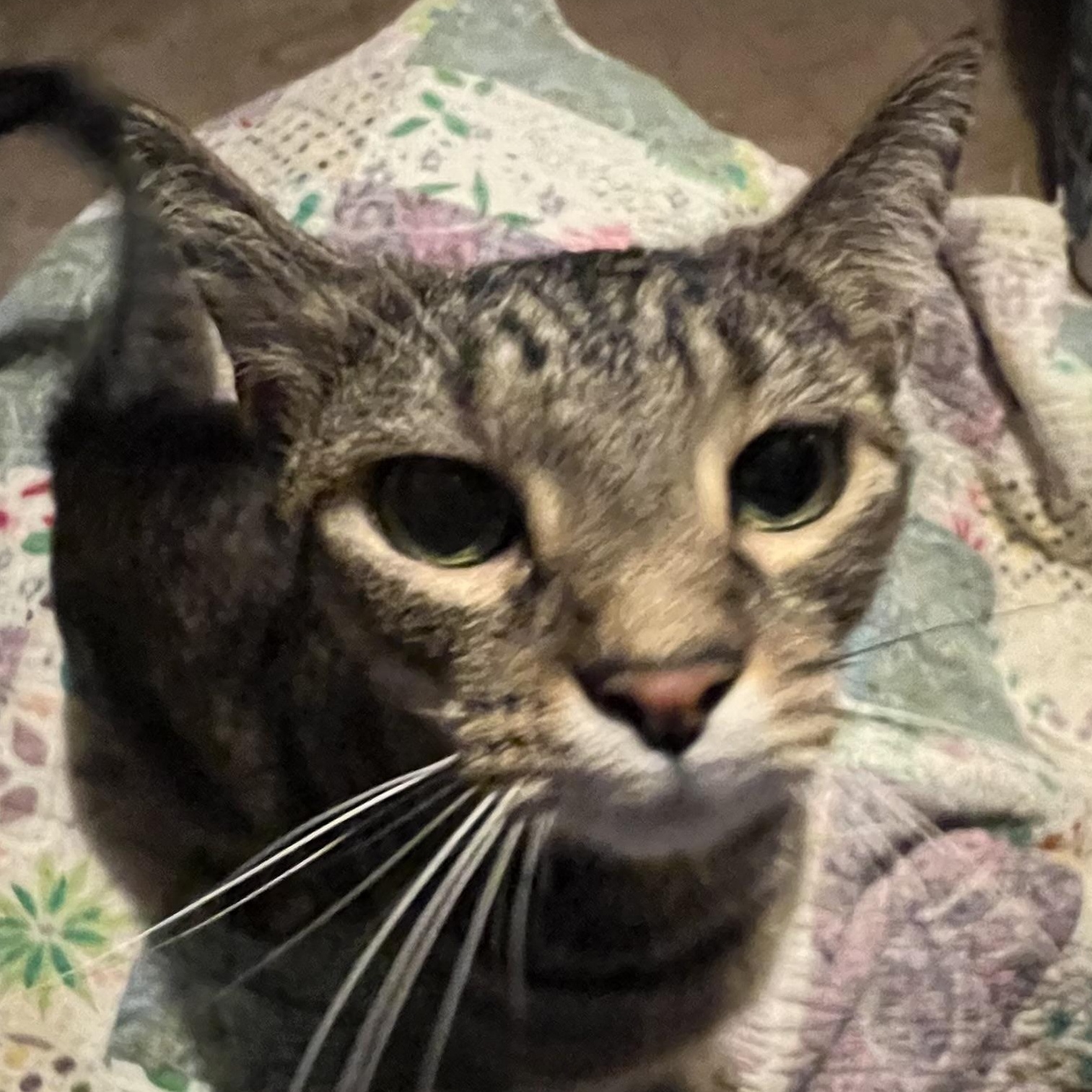 Littles, a Adoptable Domestic Short Hair in Nashville, TN image 2/5