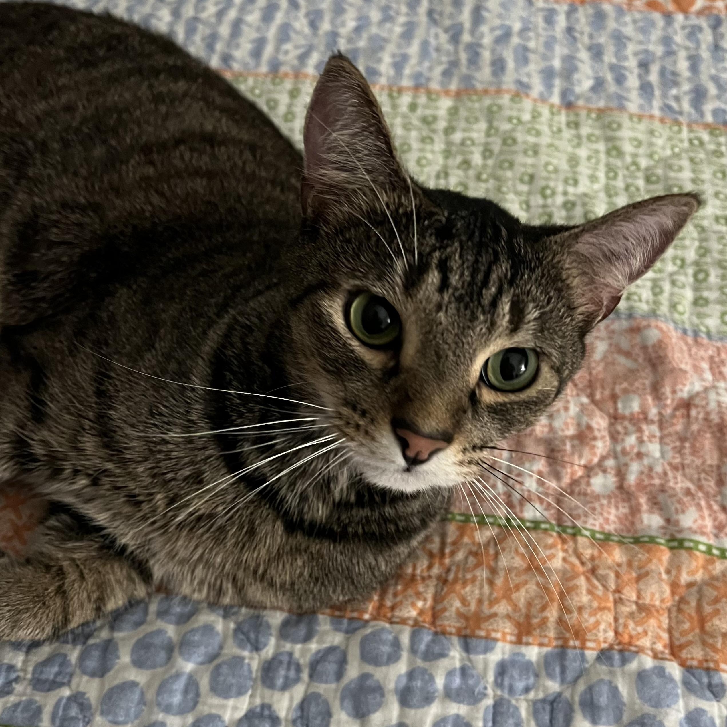 Littles, a Adoptable Domestic Short Hair in Nashville, TN image 3/5