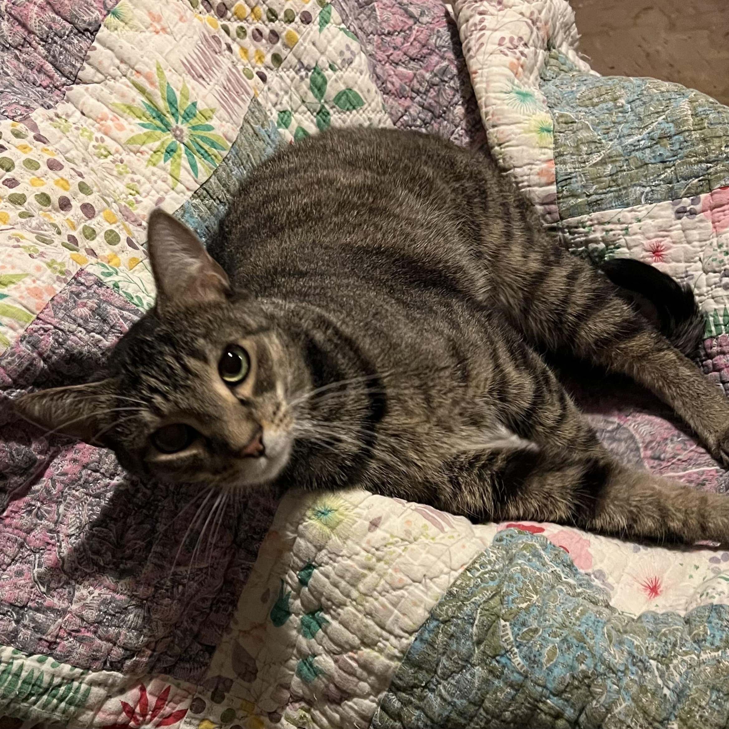 Littles, a Adoptable Domestic Short Hair in Nashville, TN image 4/5