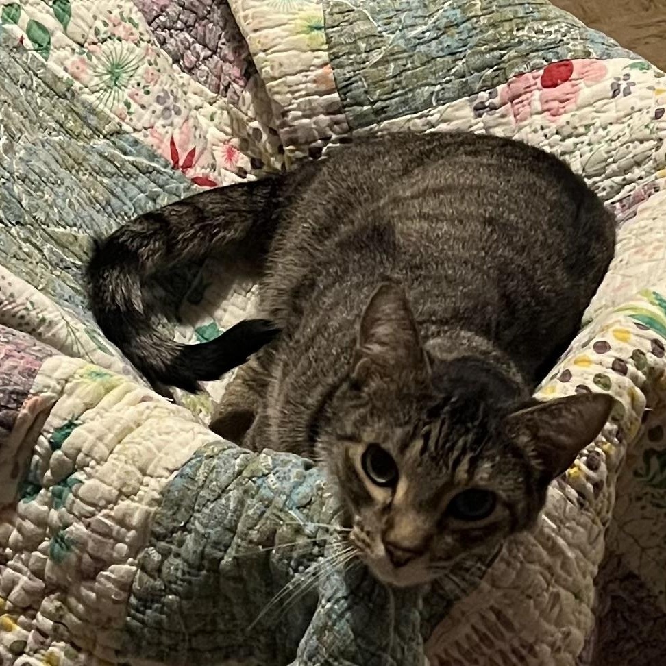 Littles, a Adoptable Domestic Short Hair in Nashville, TN image 5/5