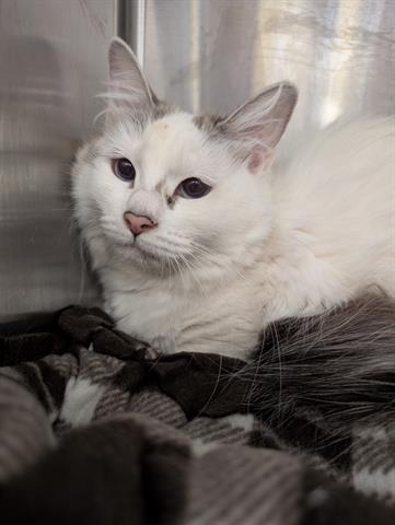 PATRICIA, Adoptable, Young Female Domestic Long Hair.