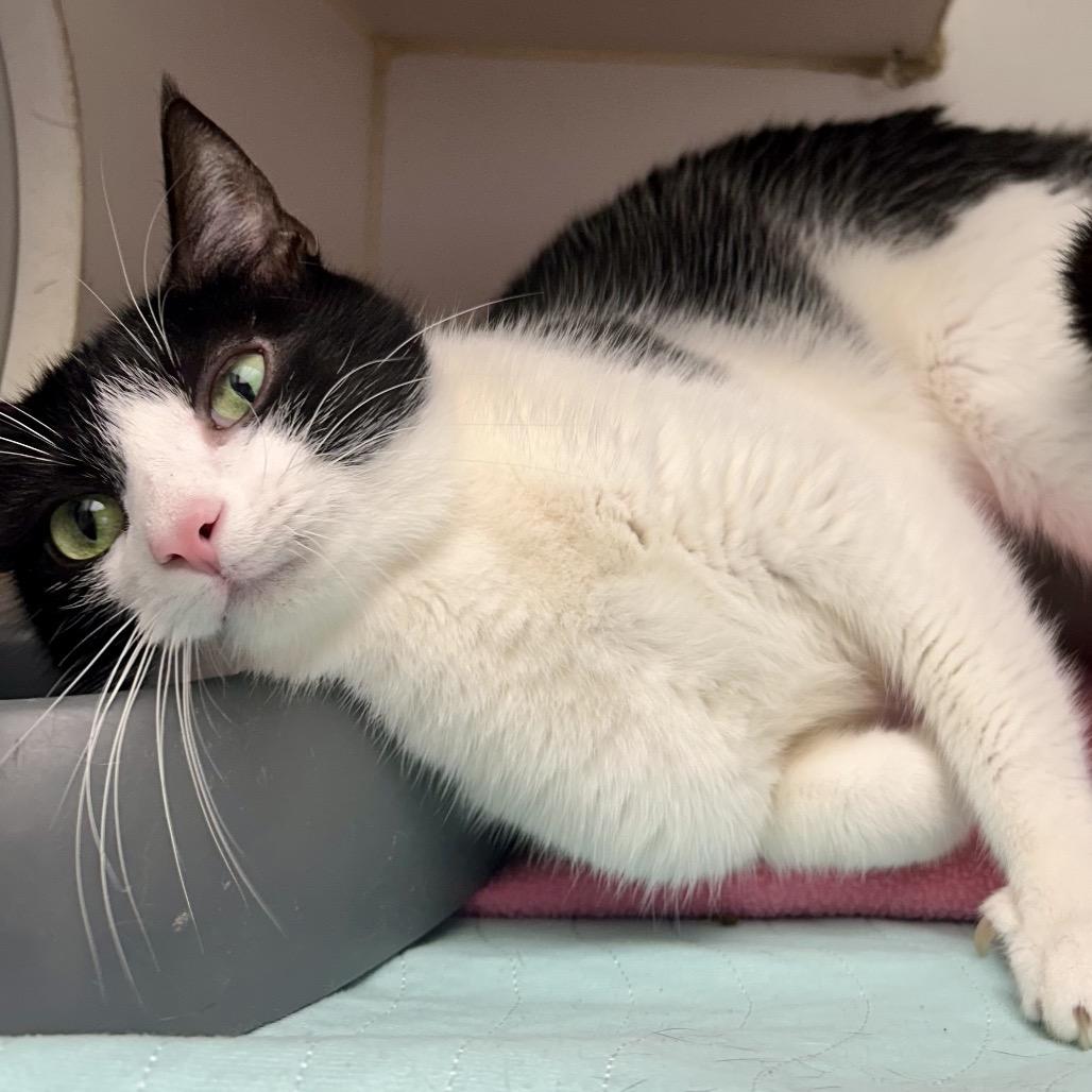 Enlarge Panda, a ADOPTABLE Domestic Short Hair in Columbia, MO image 1/1