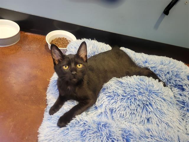 MAX, Adoptable, Kitten Male Domestic Short Hair.