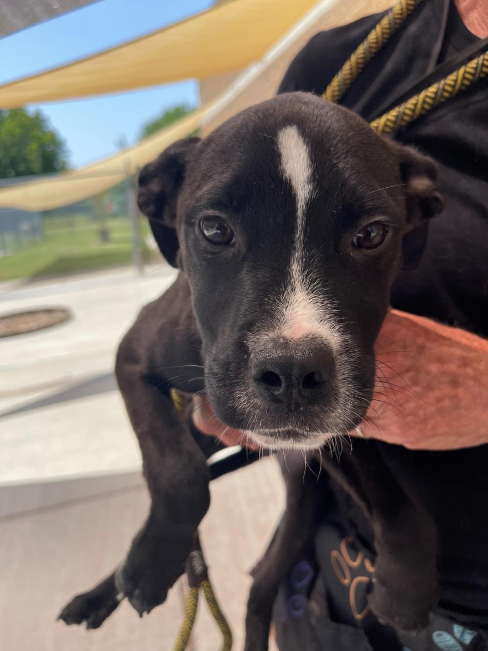 BETTA, Adoptable, Puppy Female Labrador Retriever & Mixed Breed.