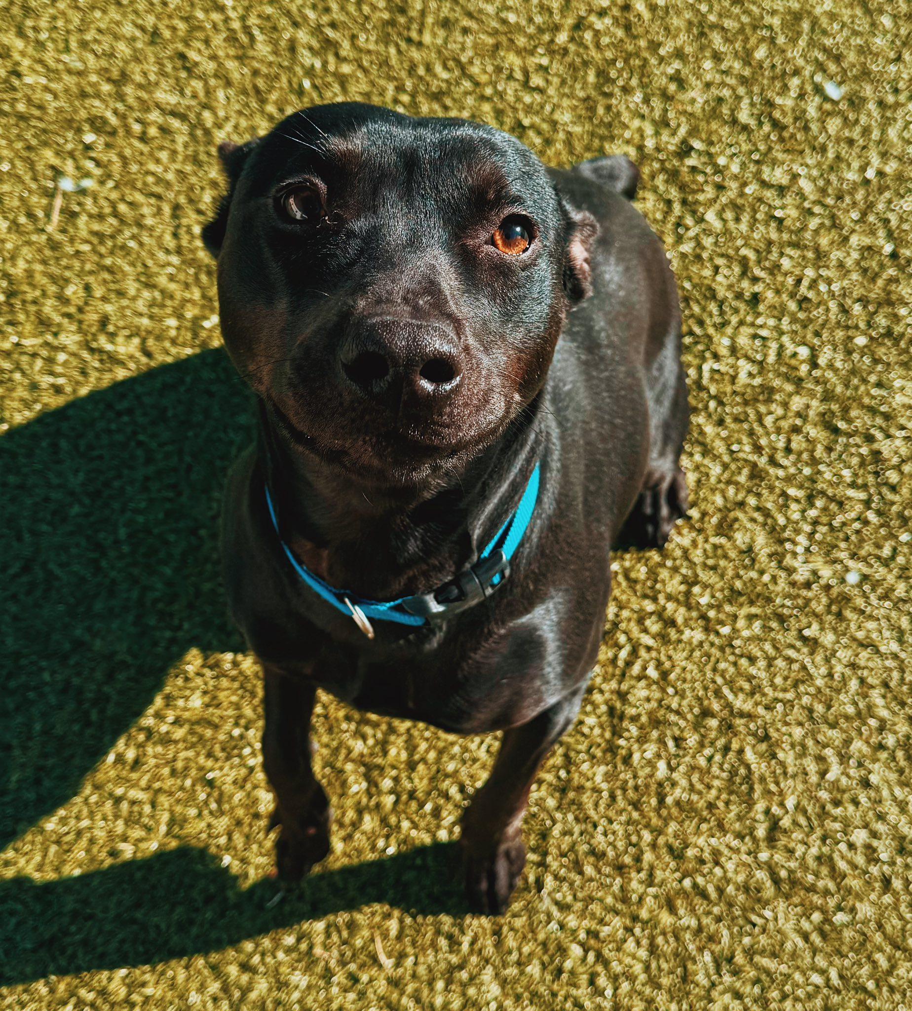 Chancey, a ADOPTABLE mixed breed in Hays, KS image 1/6